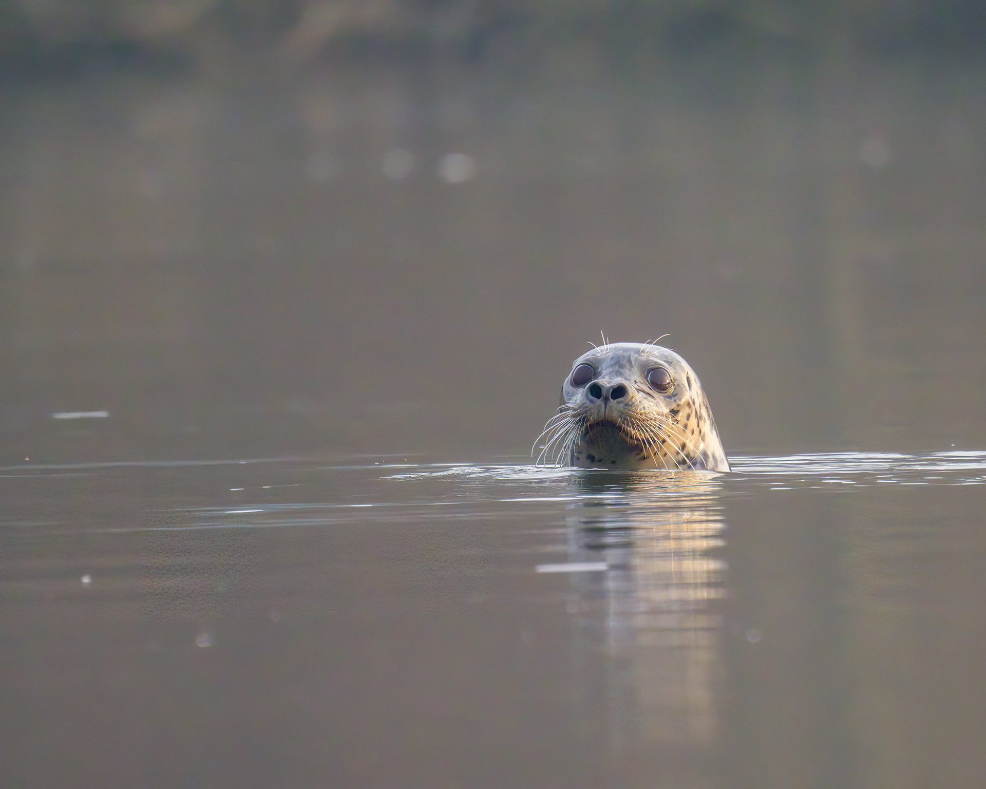 Harbor Seal at sunrise, Skagit Bay Estuary Wildlife Area, Skagit River, WA
