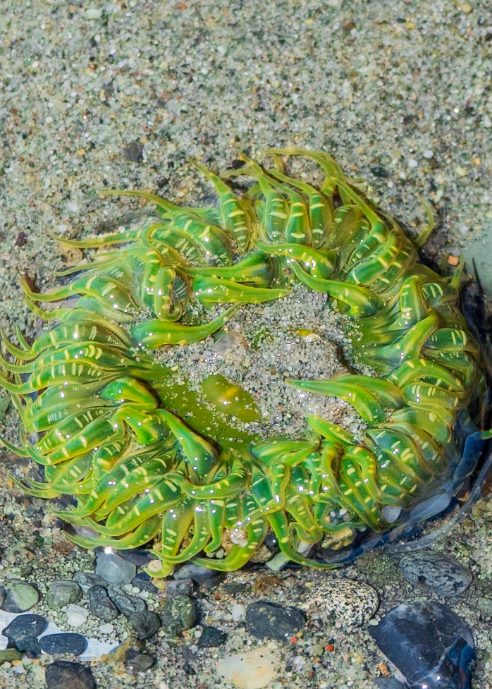 Moonglow anemone, Richmond Beach, Shoreline, WA