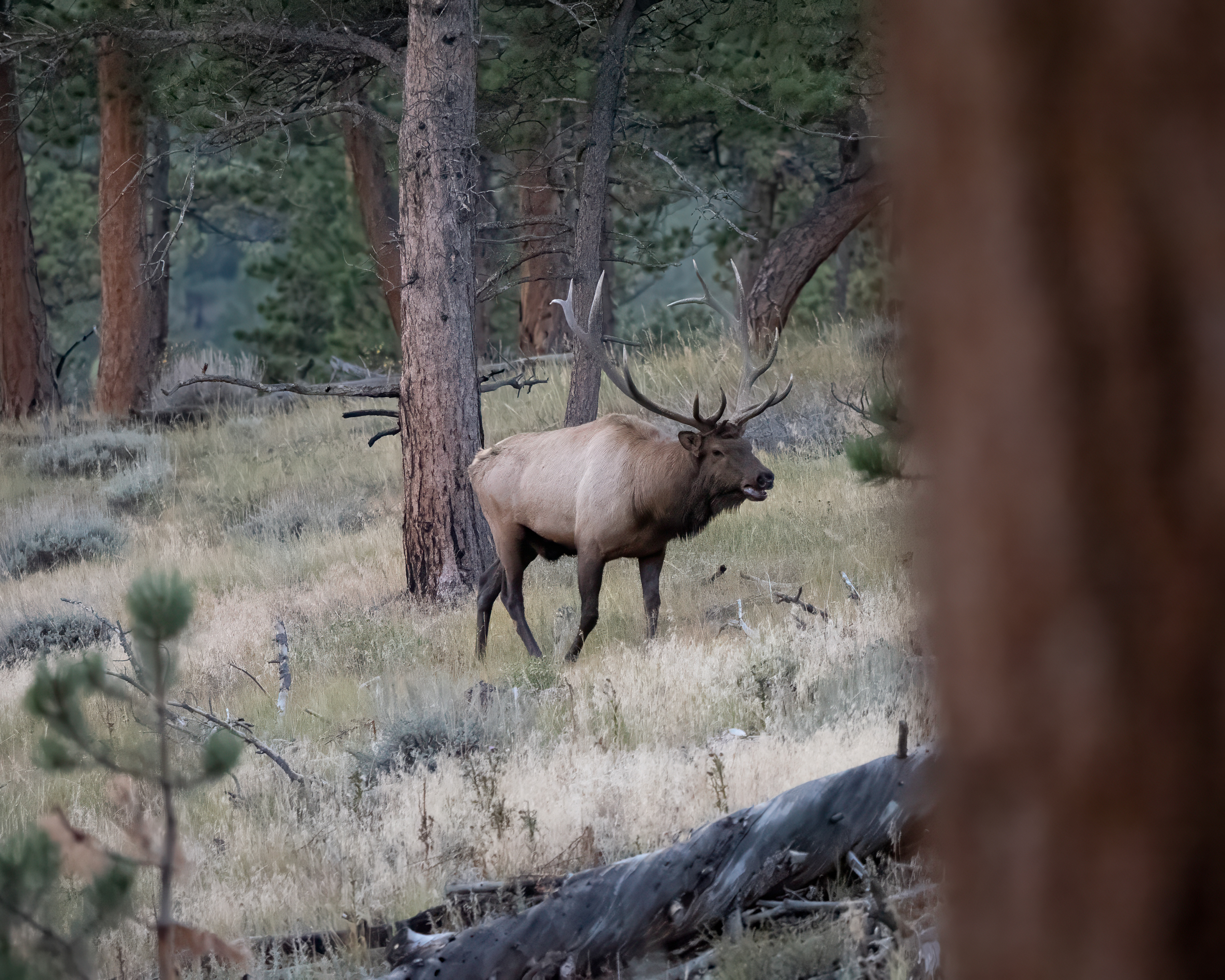 Rocky Mtn Elk