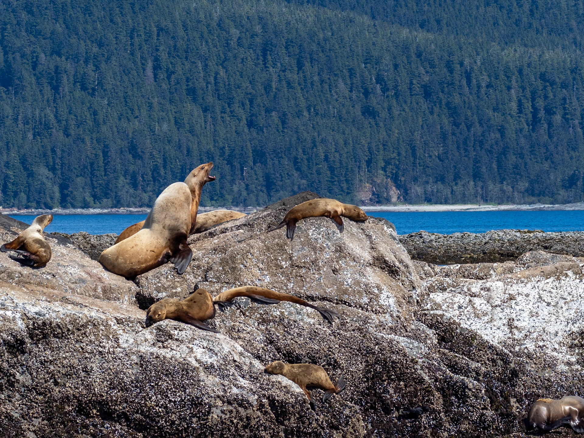 Sea Lions, Stephens Passage, AK