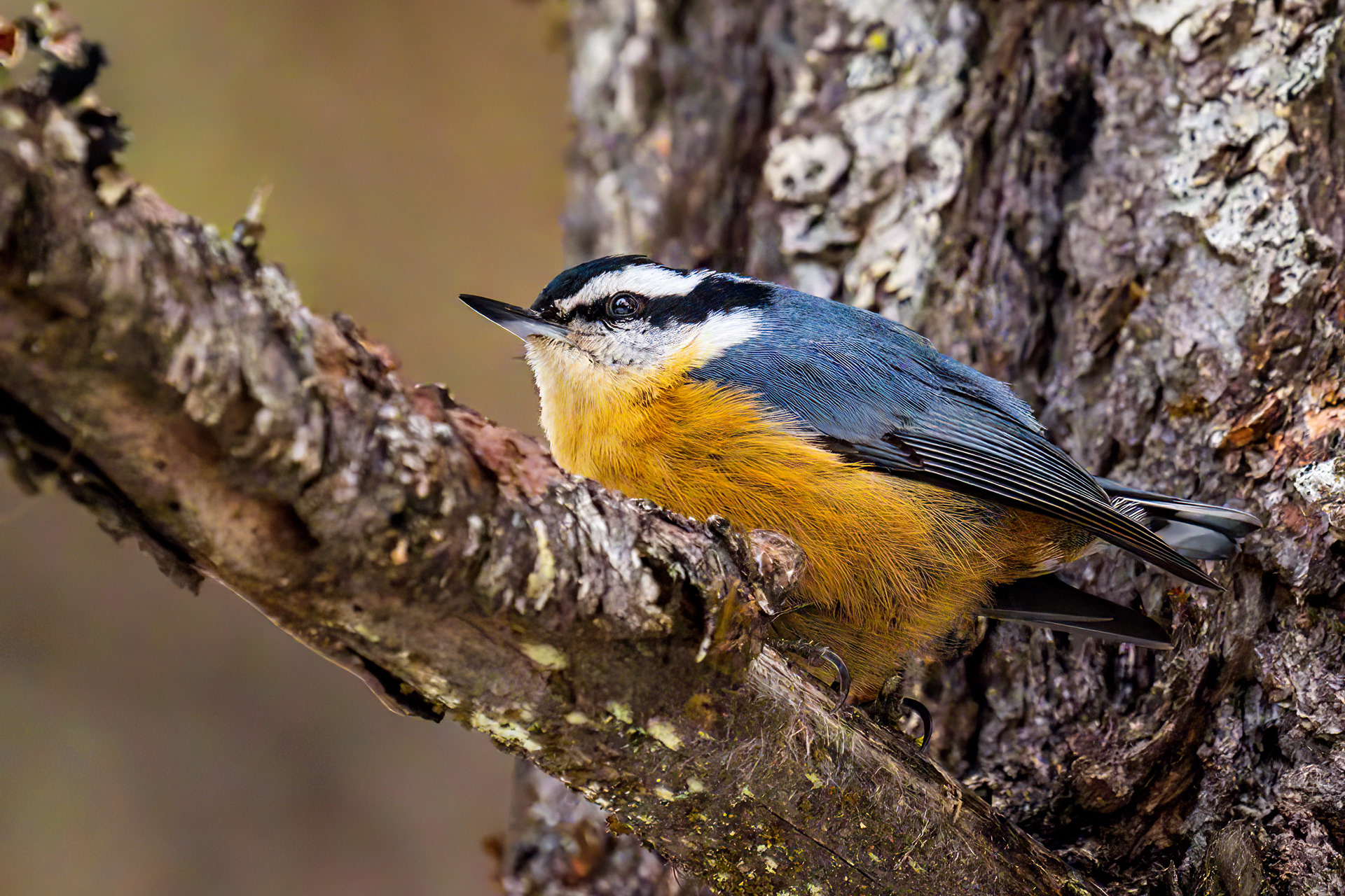 Red-breasted nuthatch