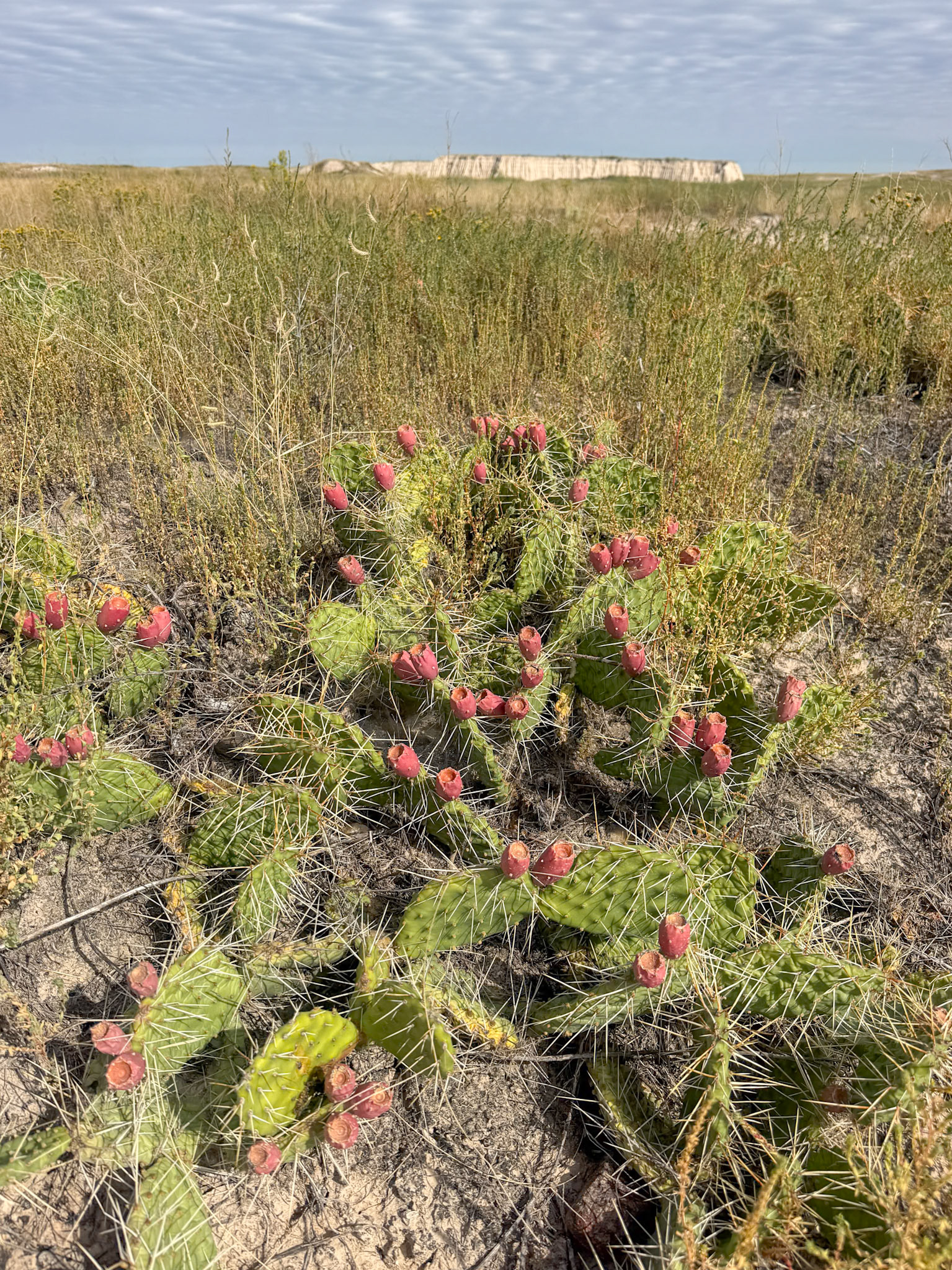 Cacti, Badlands National Park, SD