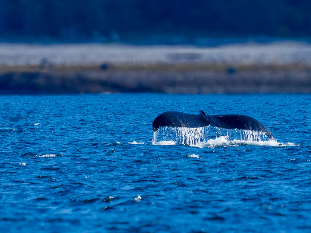 Humback whale, "Sounding" (going deep), Stephens Passage, AK