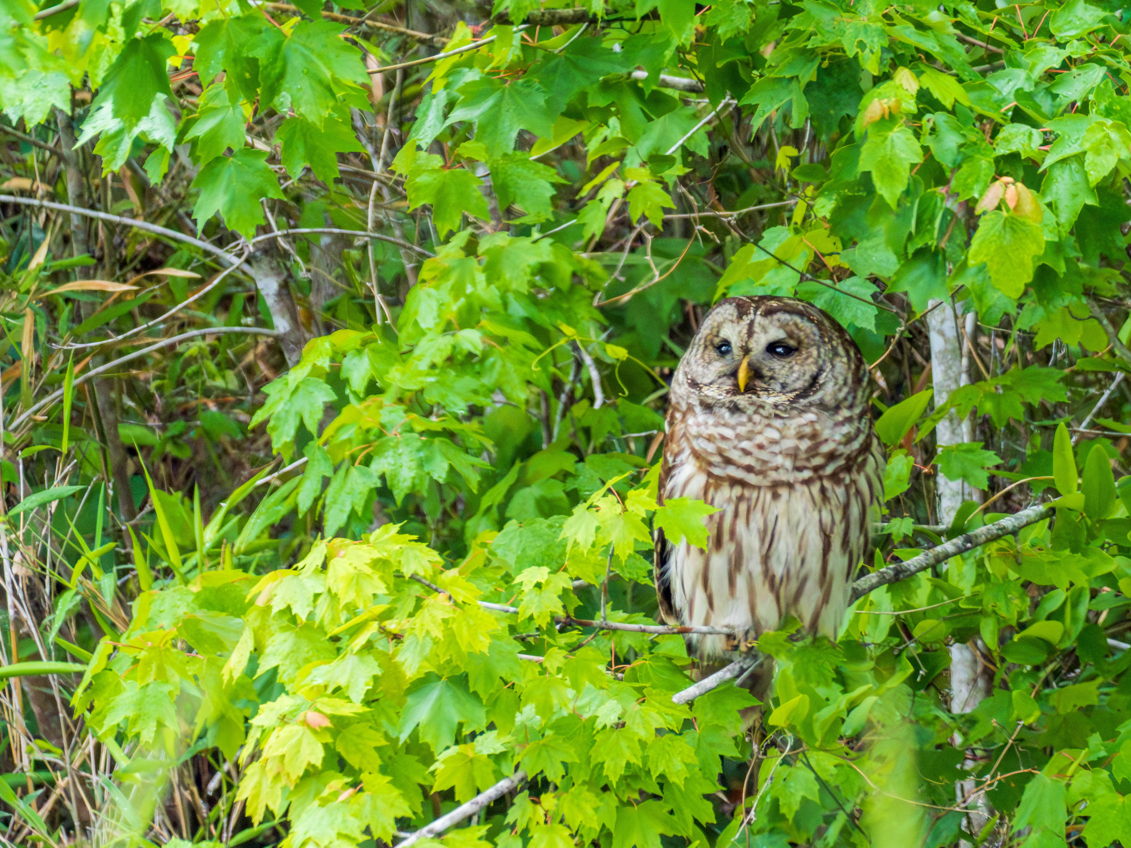Barred Owl