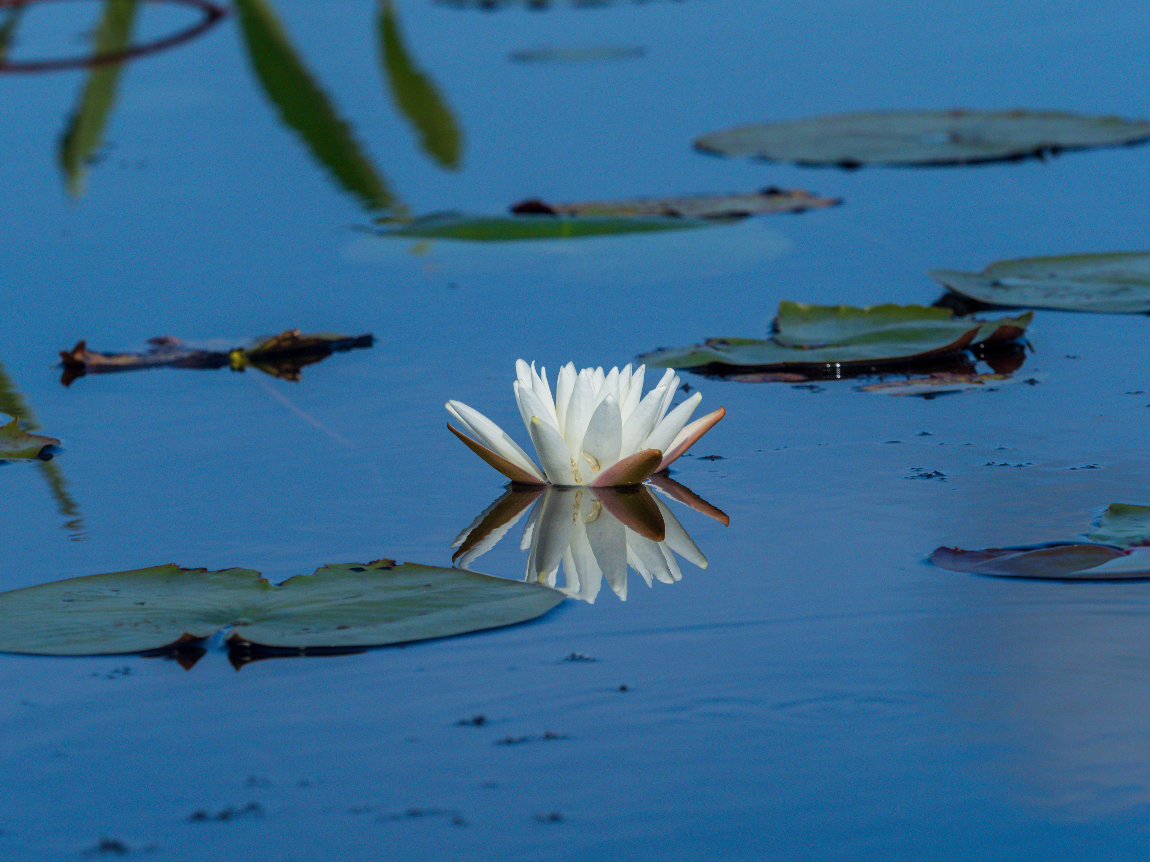 Lilly