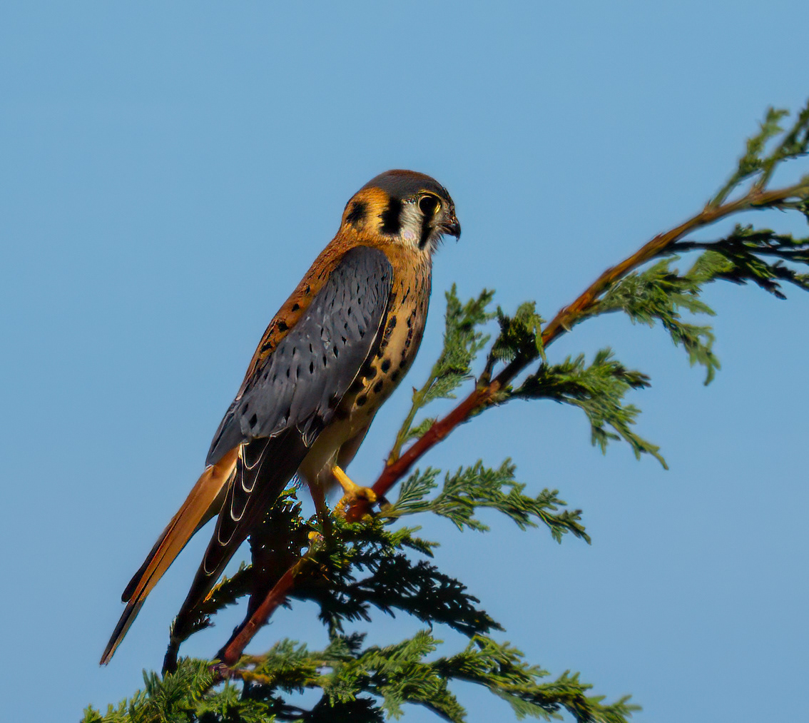American Kestral, Sequim, WA