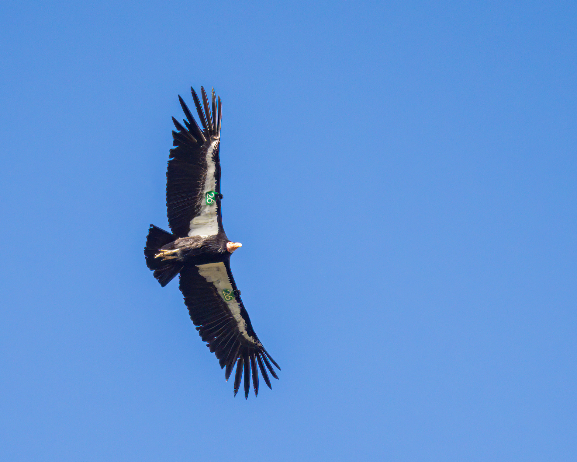 California Condor, Pinnacles National Park, CA