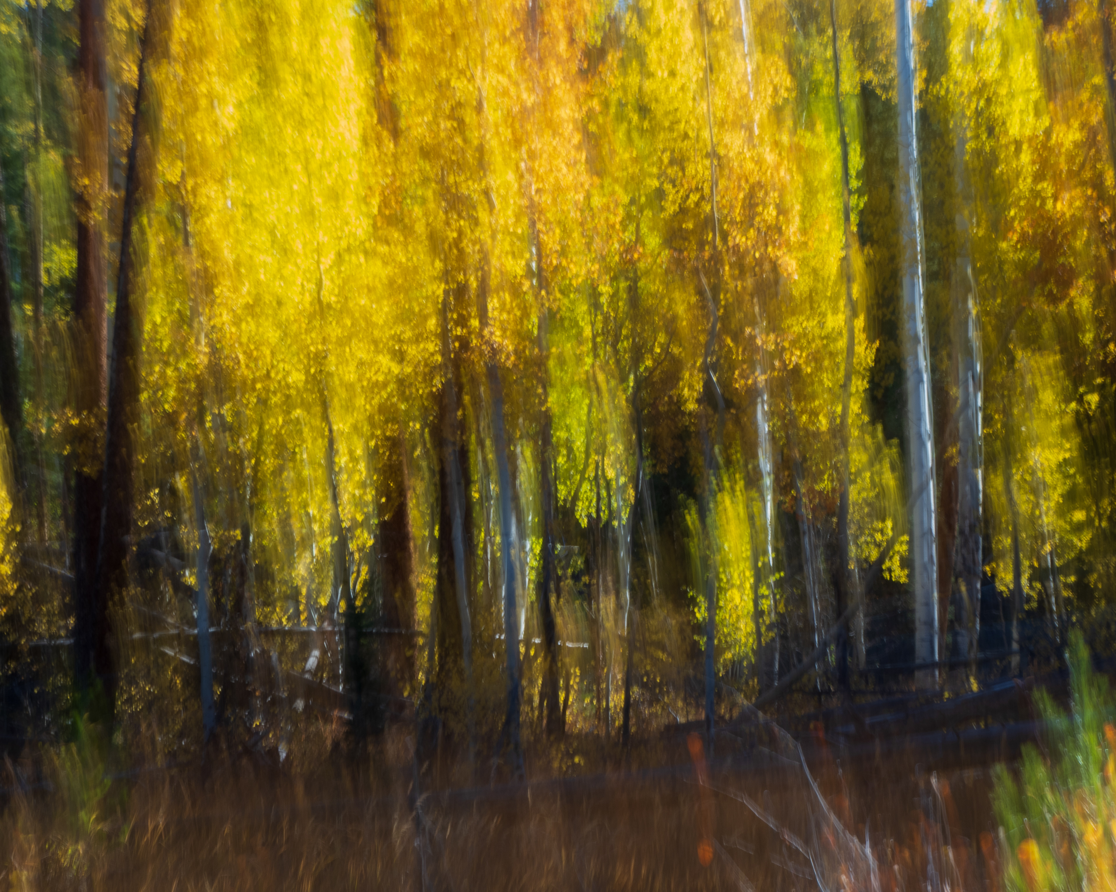 Intentional Camera Movement with Aspen trees
