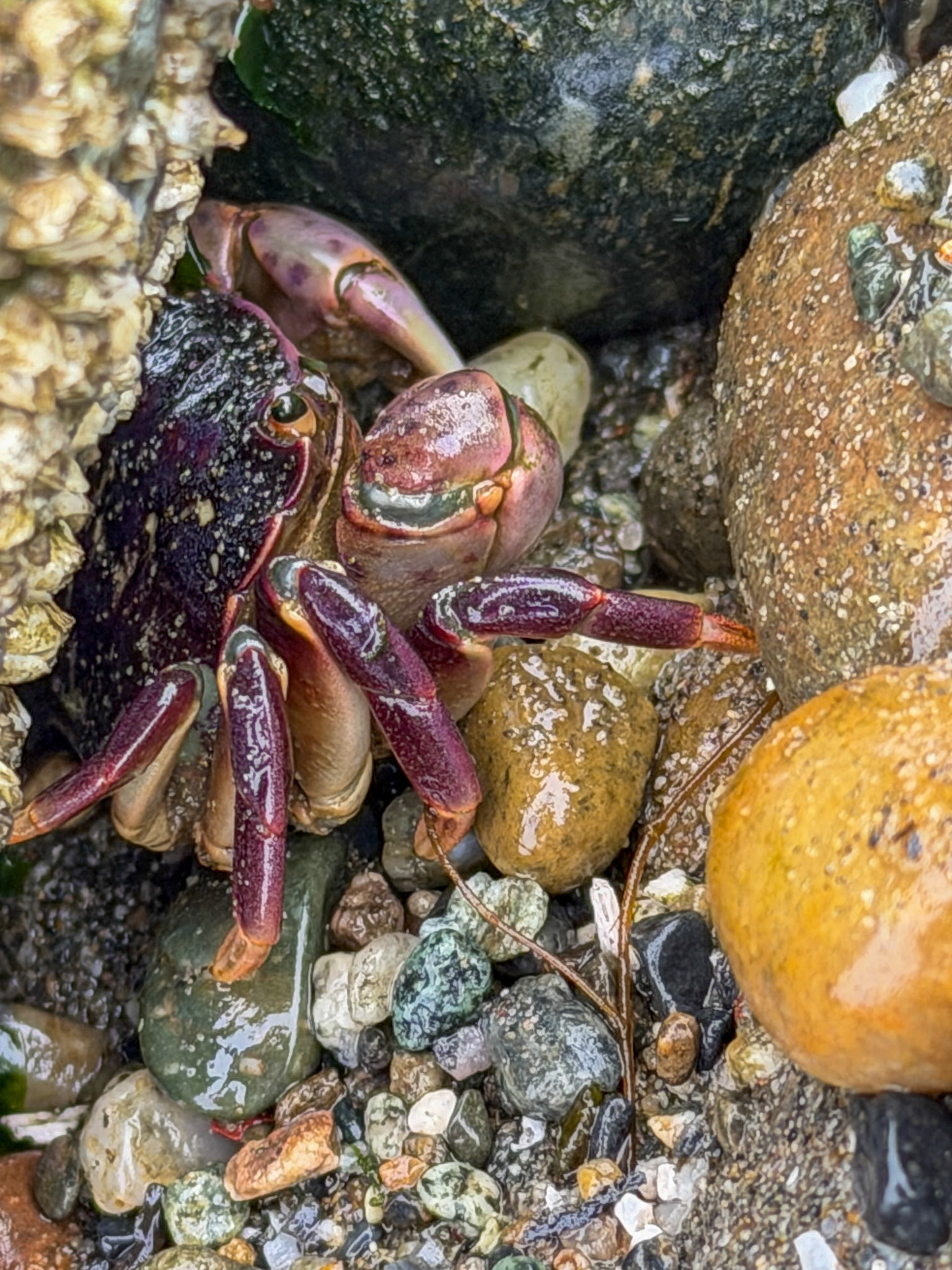 Shore Crab, Guemes Island, San Juan Islands, WA