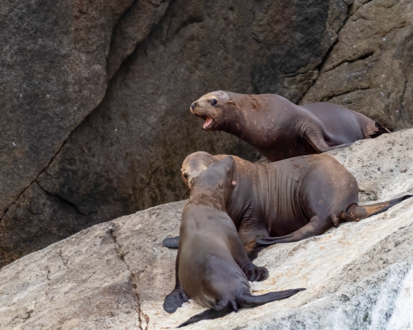 Sea Lions, Kenai Fjords National Park, AK