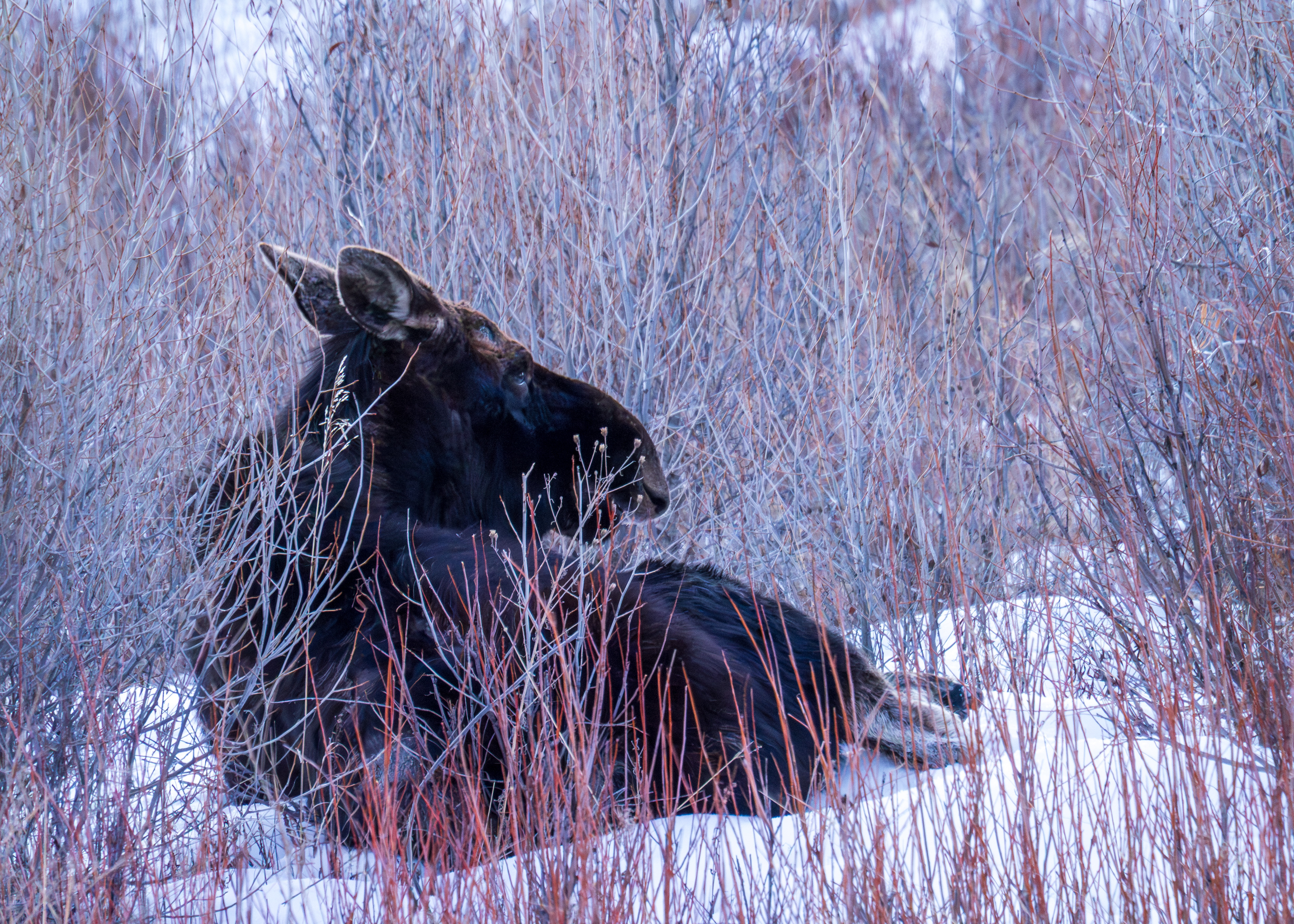 Moose, Grand Teton NP