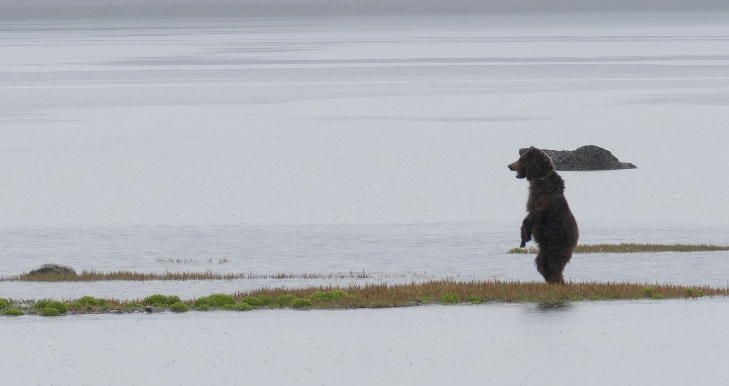 Brown bear at Pack Creeks, spots something getting her attention. Admiralty Island, AK