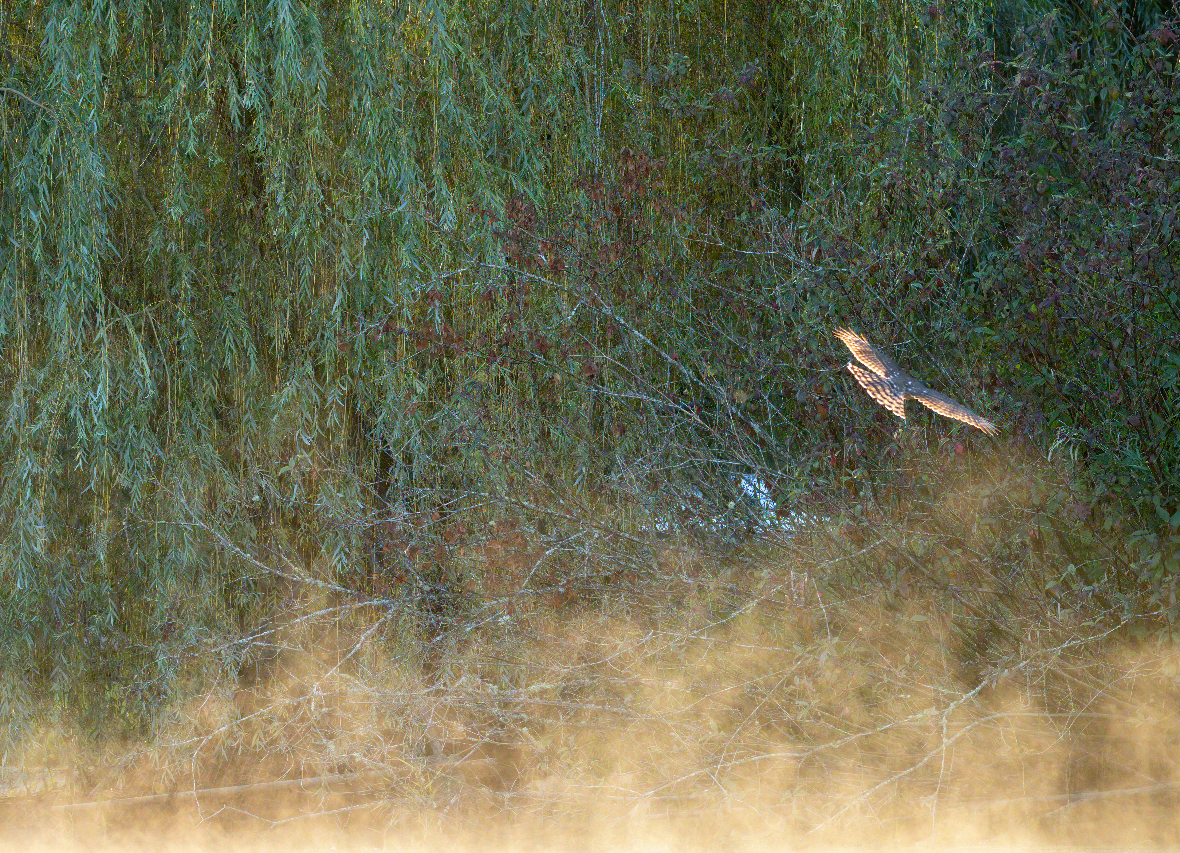 Red-tailed hawk