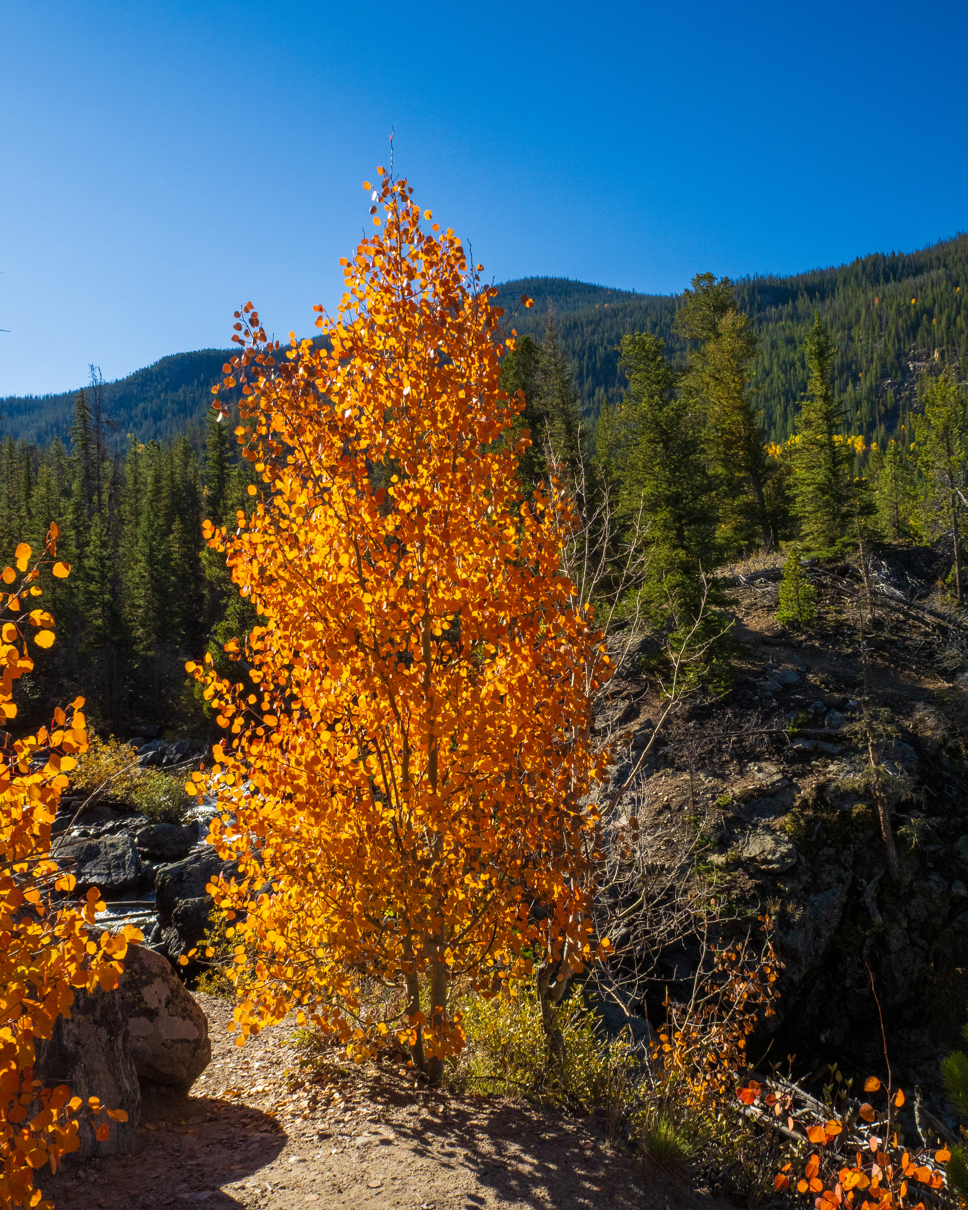 Aspen in full color