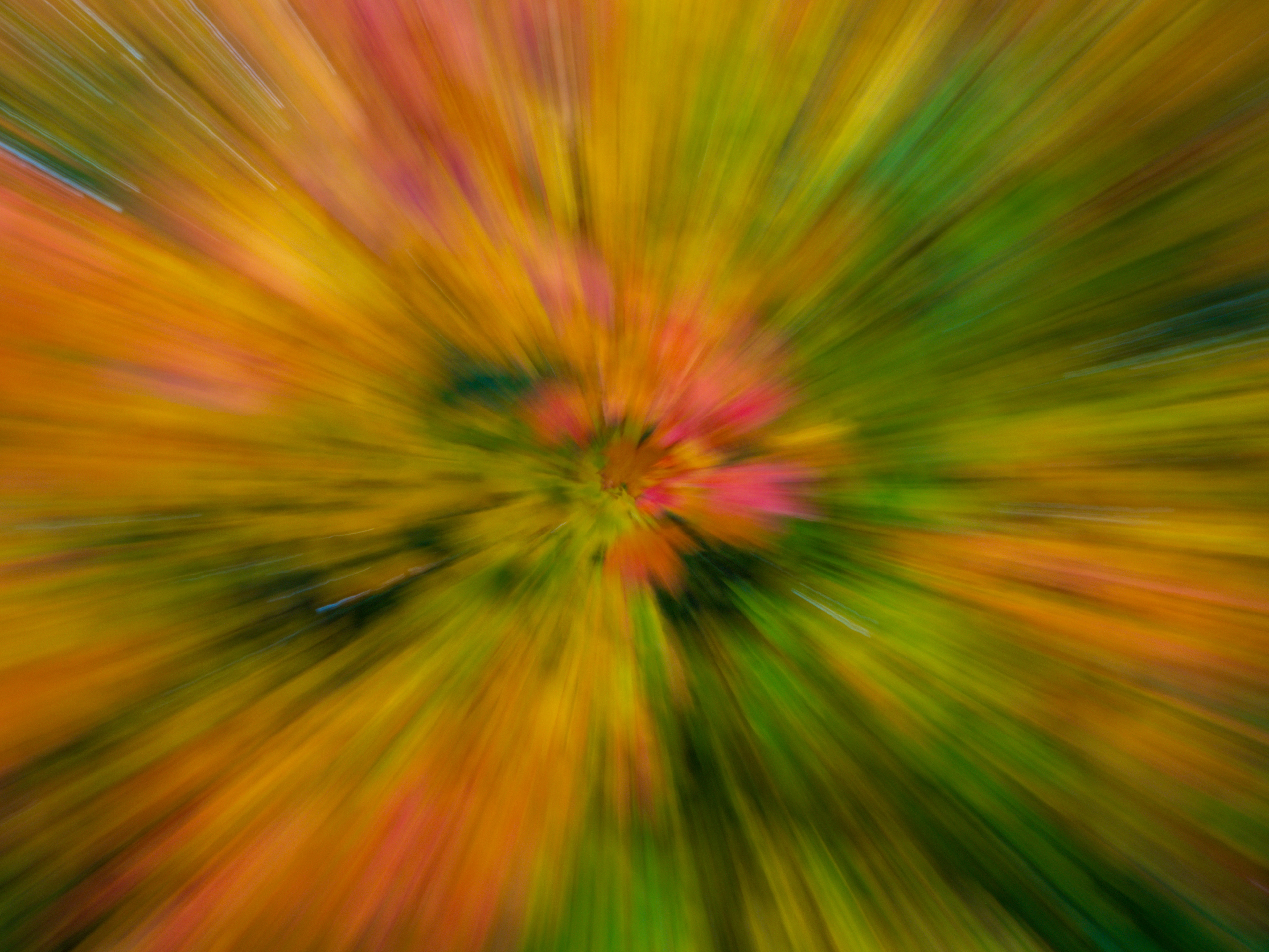Fall colors with trees in motion