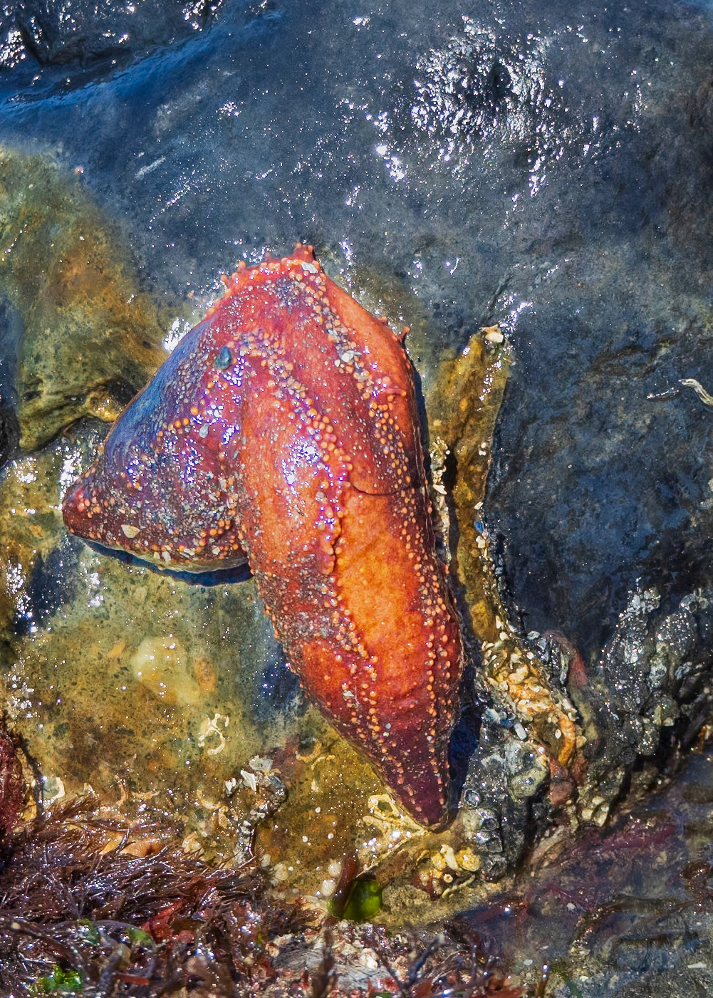 Red sea cucumber, Richmond Beach, Shoreline, WA