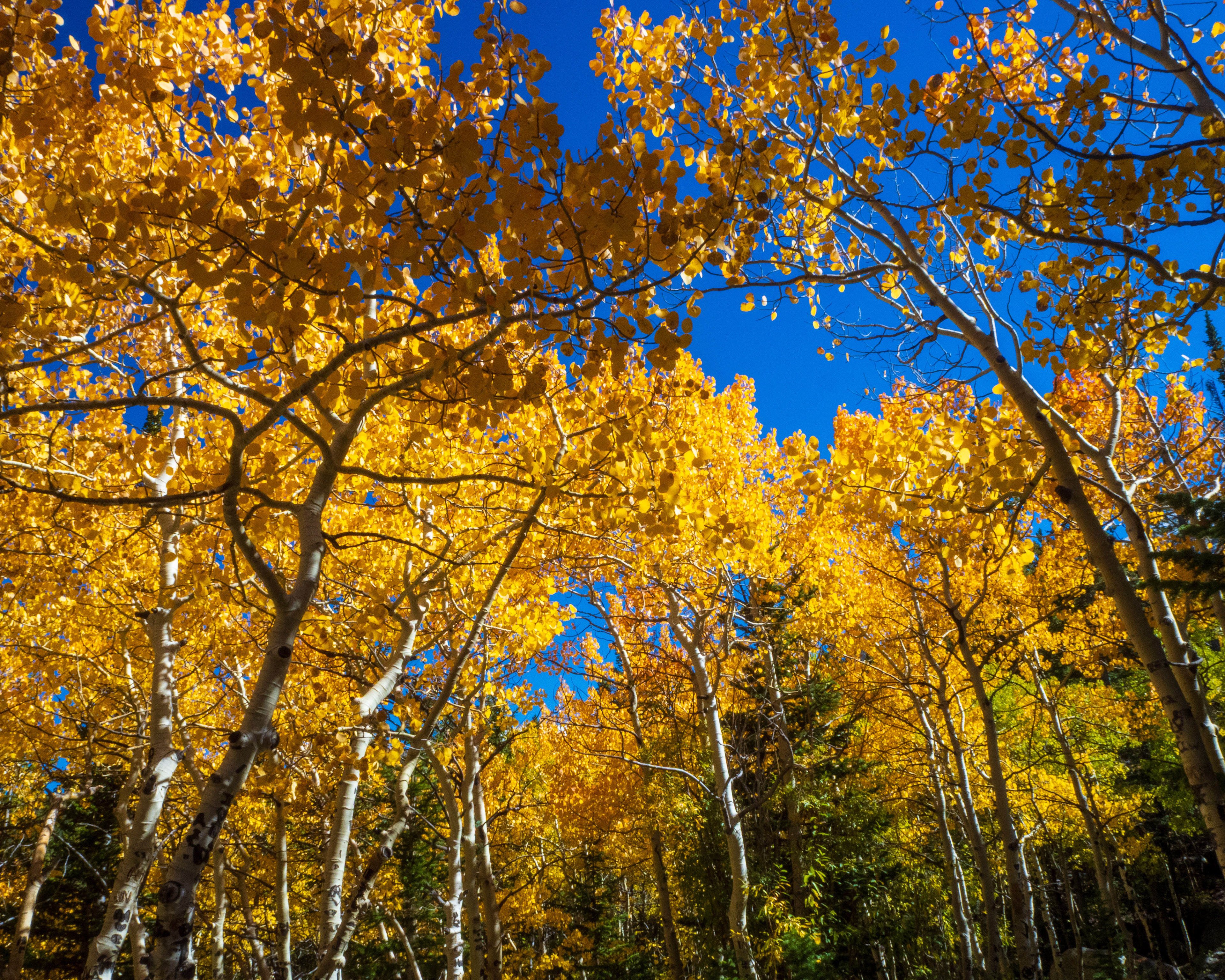 Fall colors on Aspen