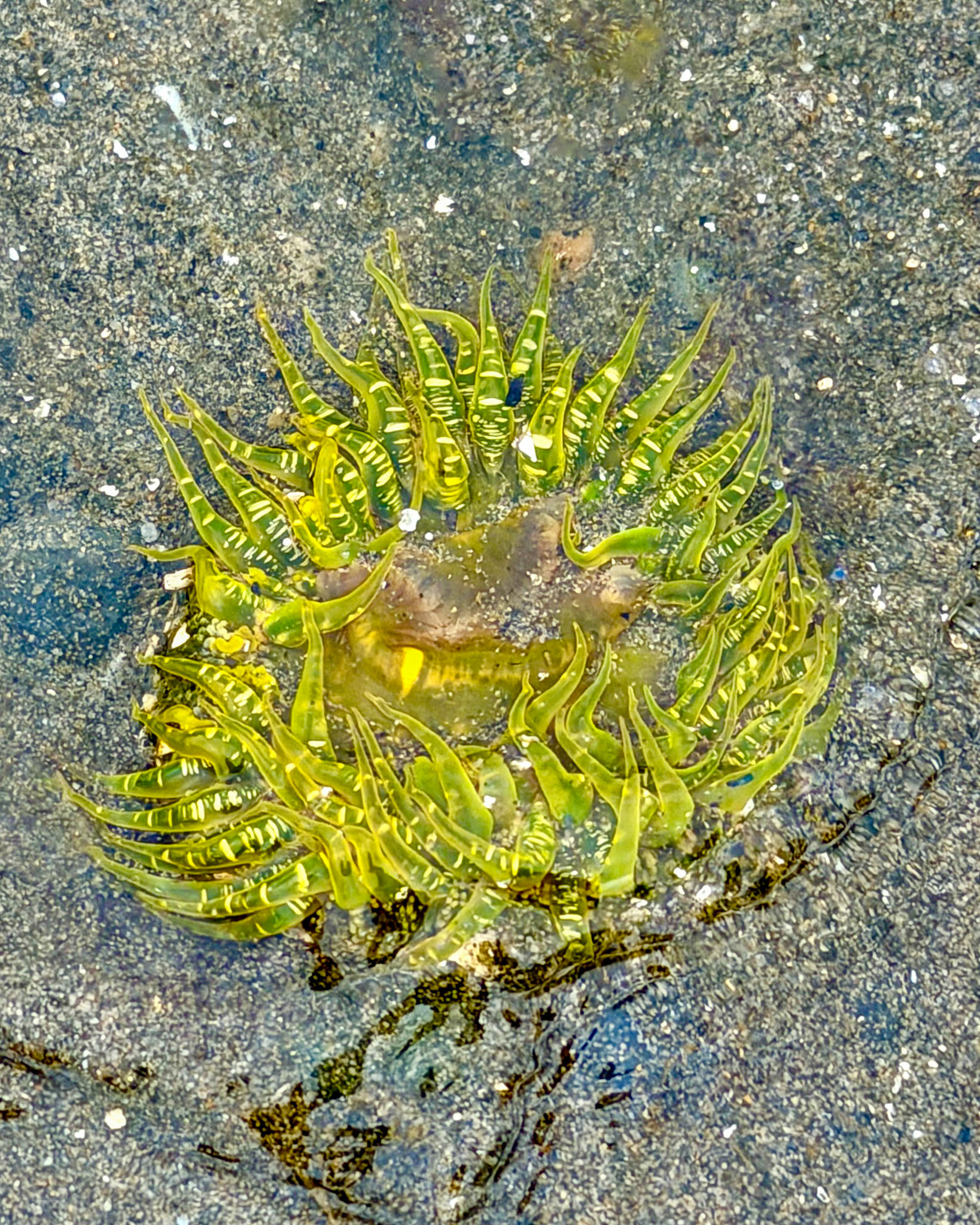 Moonglow anemone, Guemes Island, San Juan Islands, WA