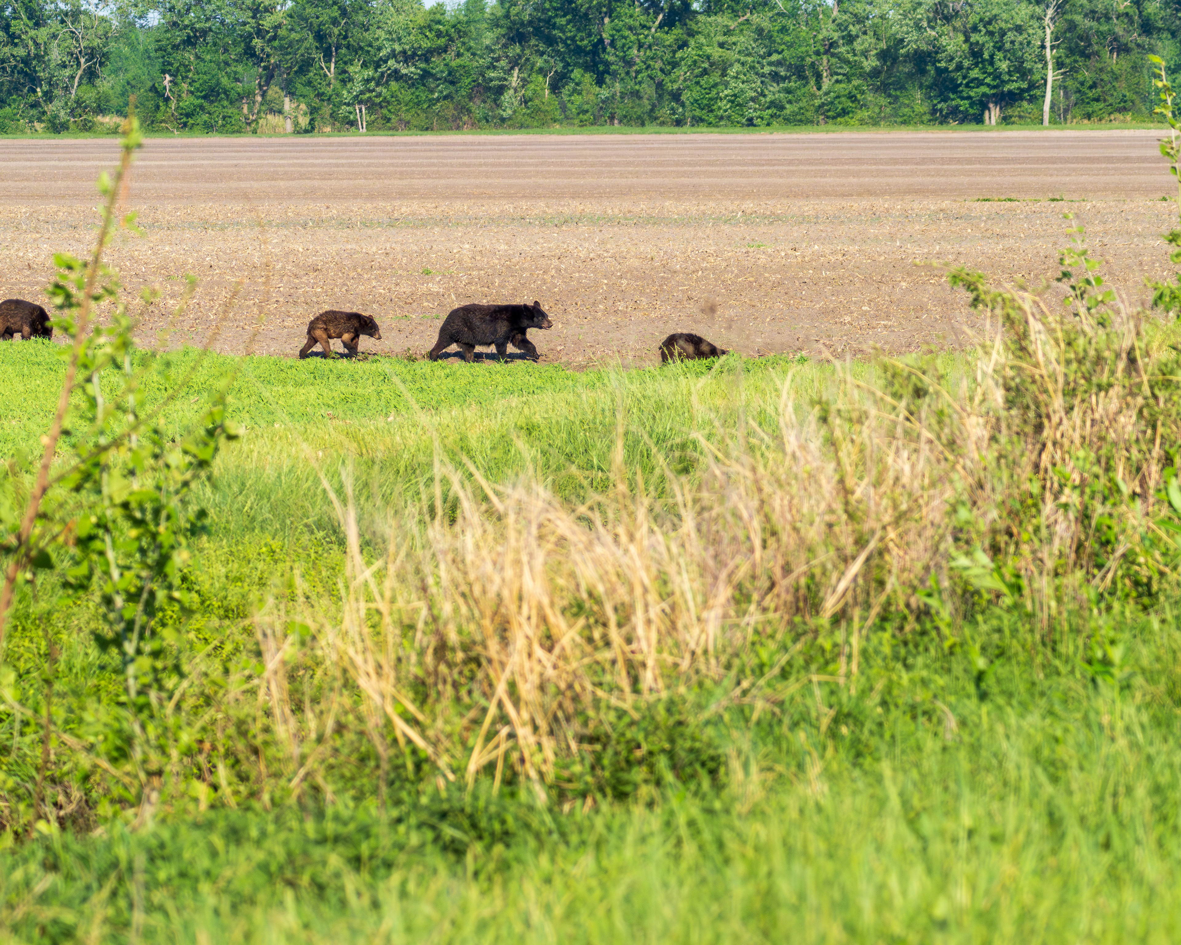 Black Bears at Pocosin Lakes National Wildlife Refuge