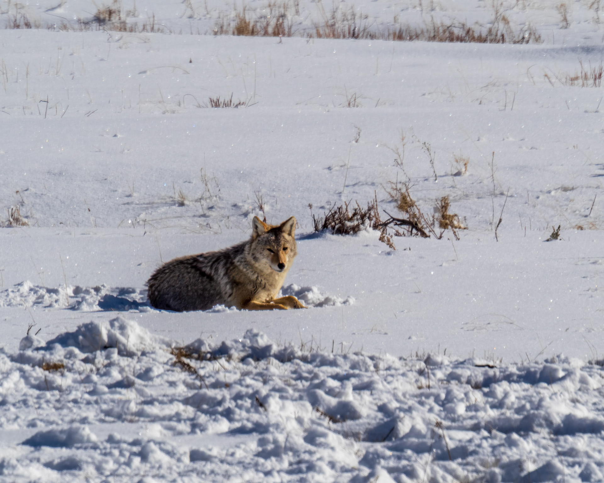 Coyote, Lamar Valley, Yellowstone NP, WY