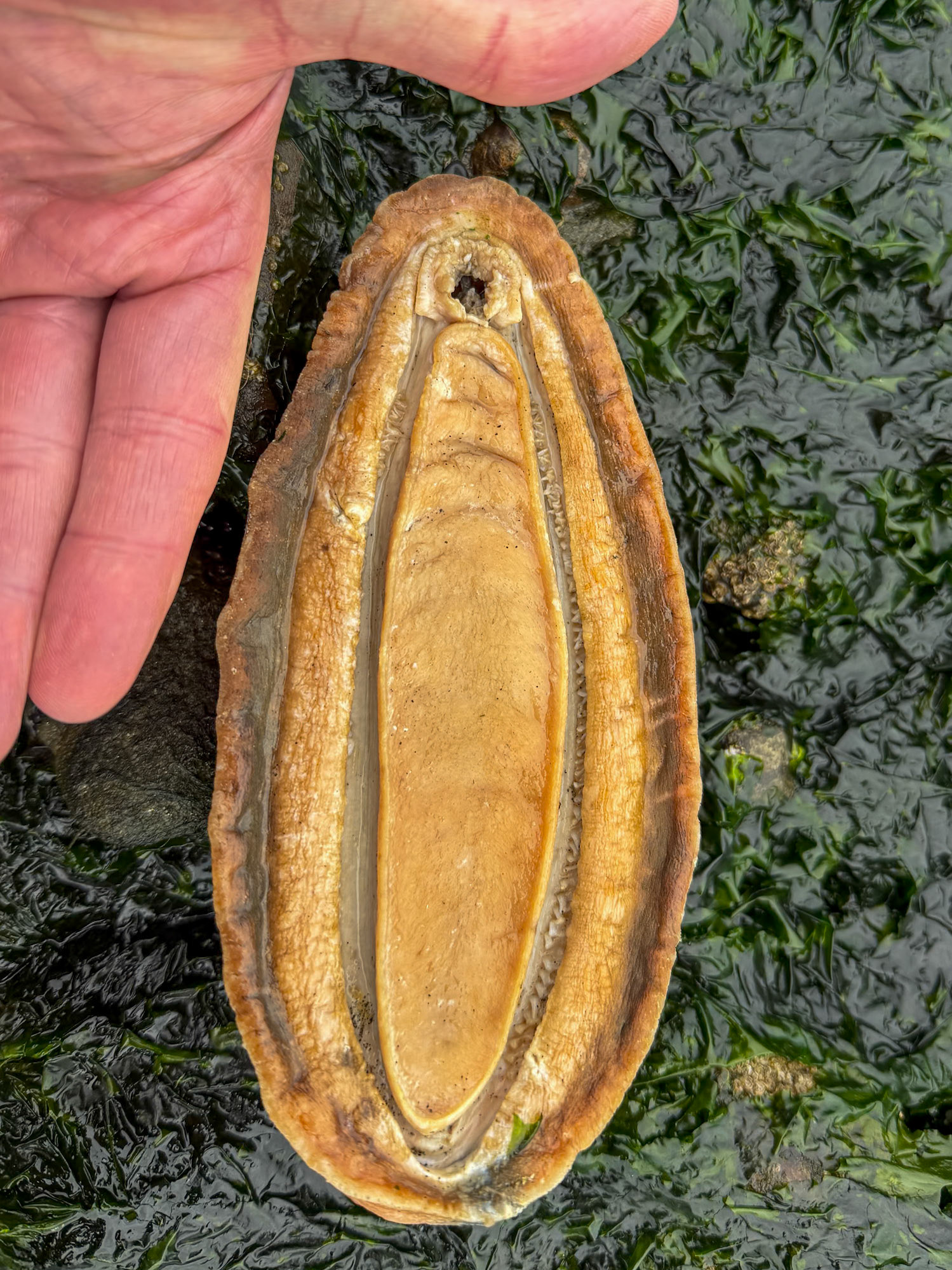 Chiton, Guemes Island, San Juan Islands, WA