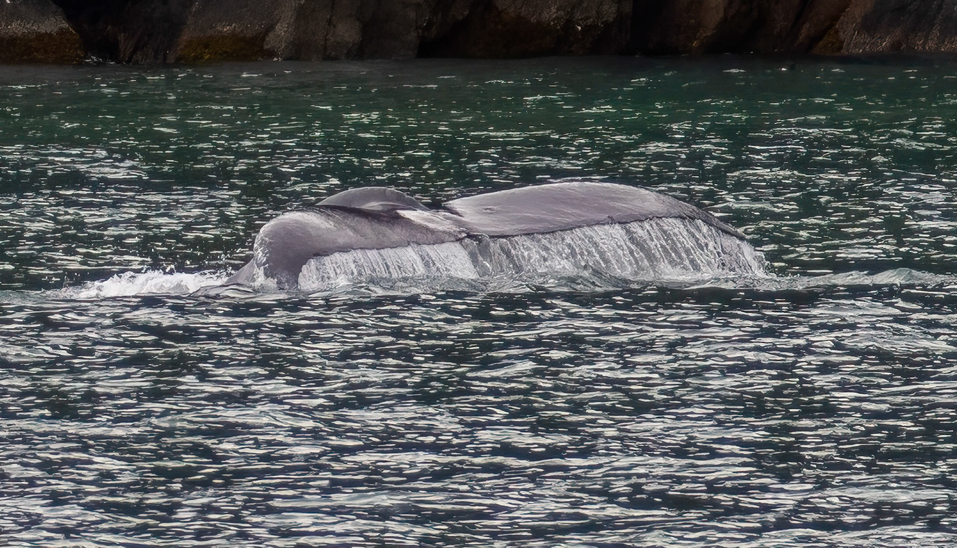 Humpback whale, Kenai Fjords National Park, AK