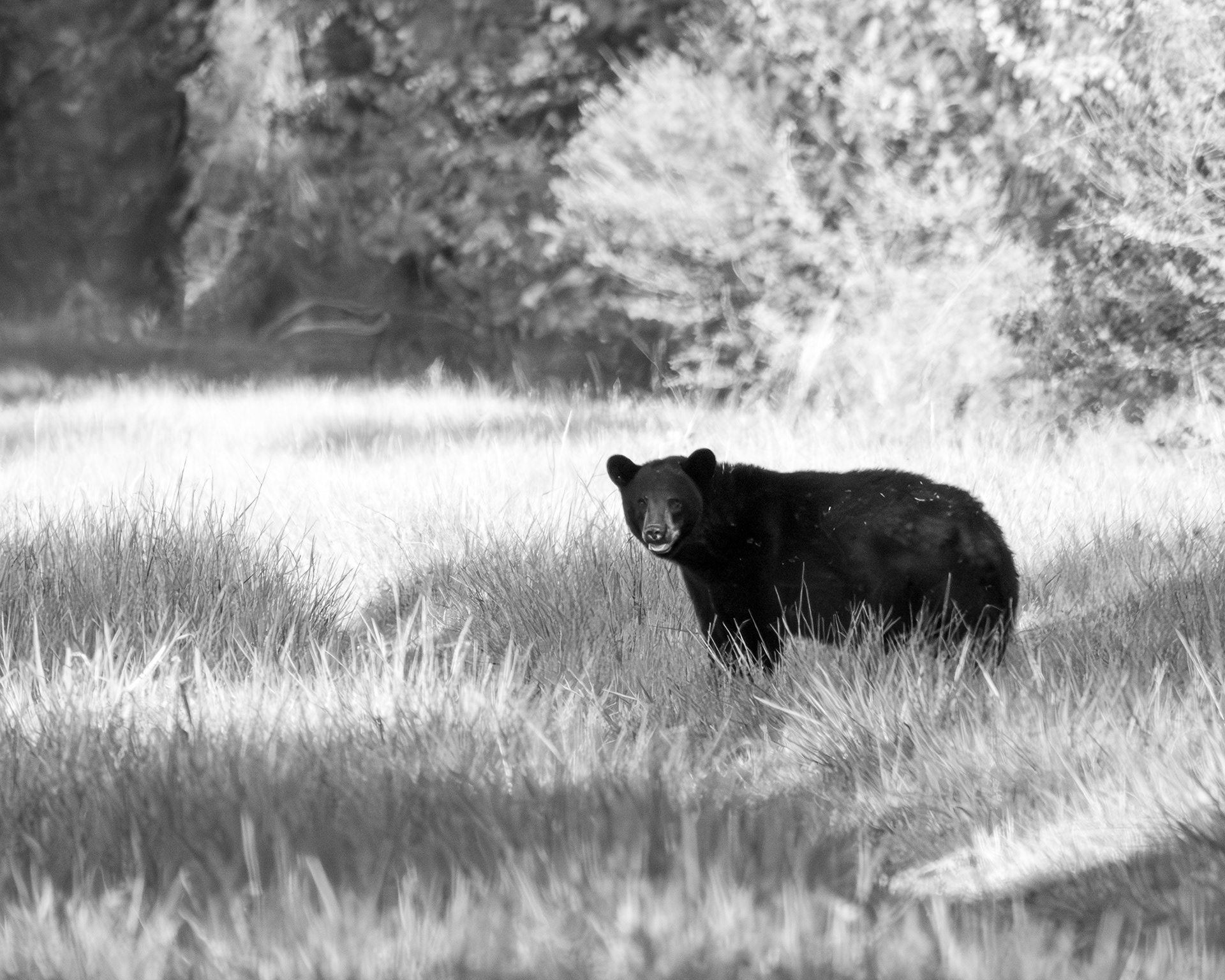Momma bear in in Pocosin Lakes National Wildlife Refuge