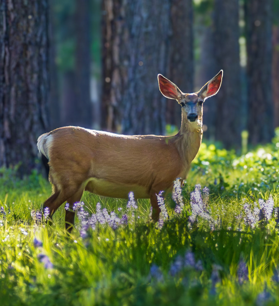 Mule Deer in the Wenatchee Forest