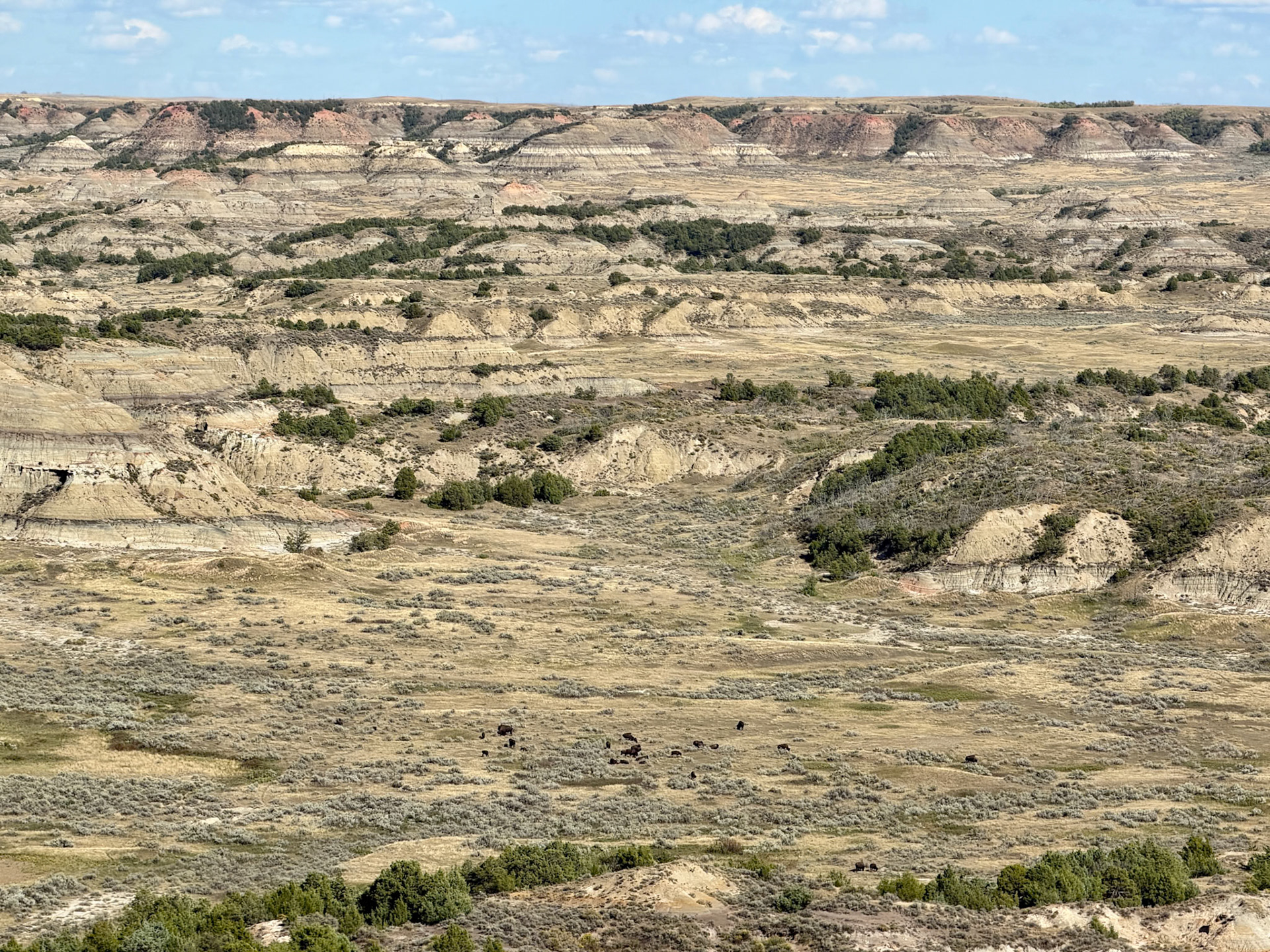 Bison (small, lower center), Erosion formations, Badlands ND