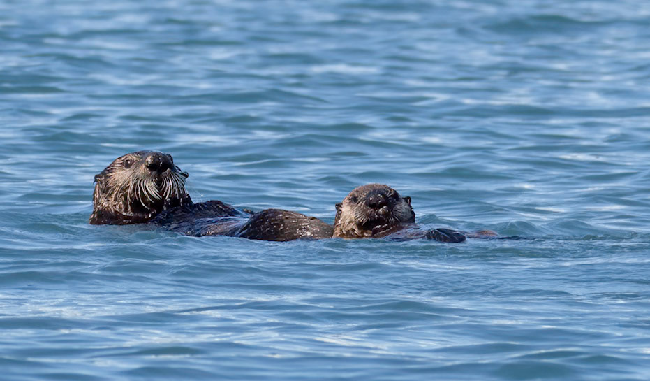 Sea Otter &amp; pup, Kenai Fjords National Park, AK