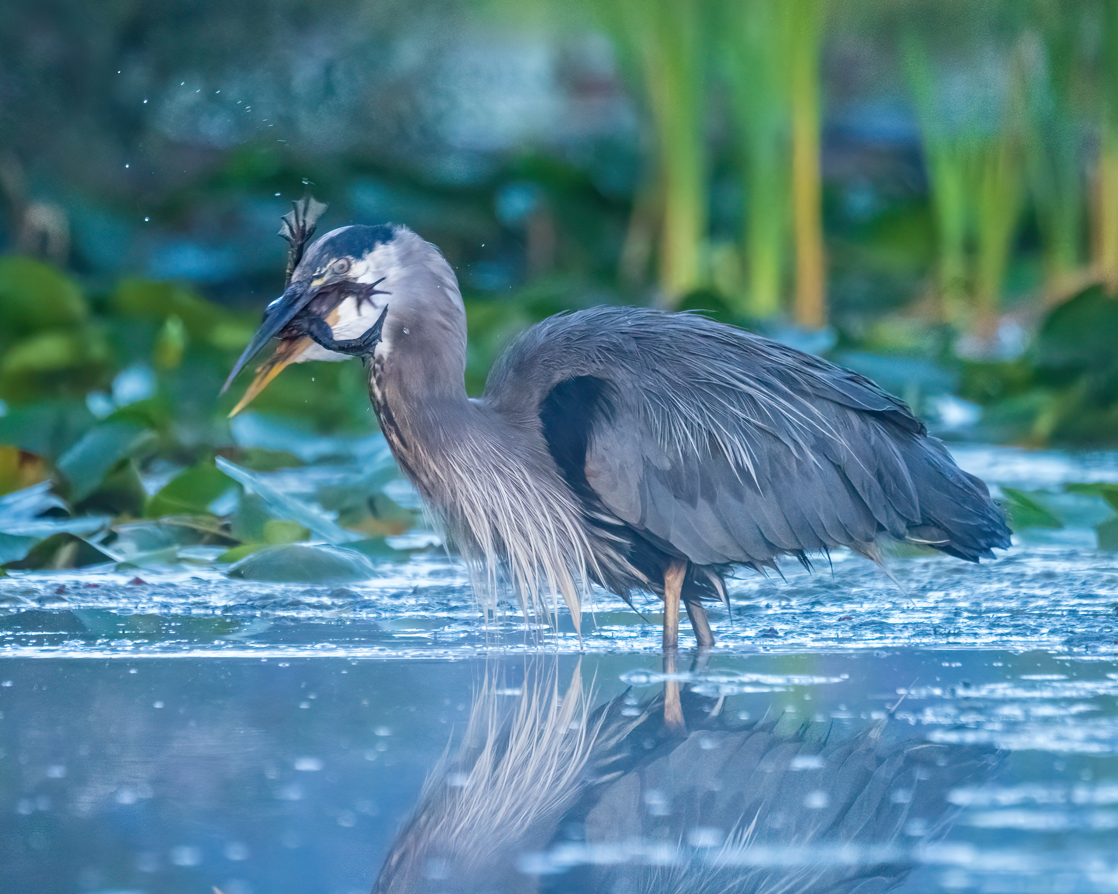 Breakfast for the Great Blue Heron, bad day for the frog