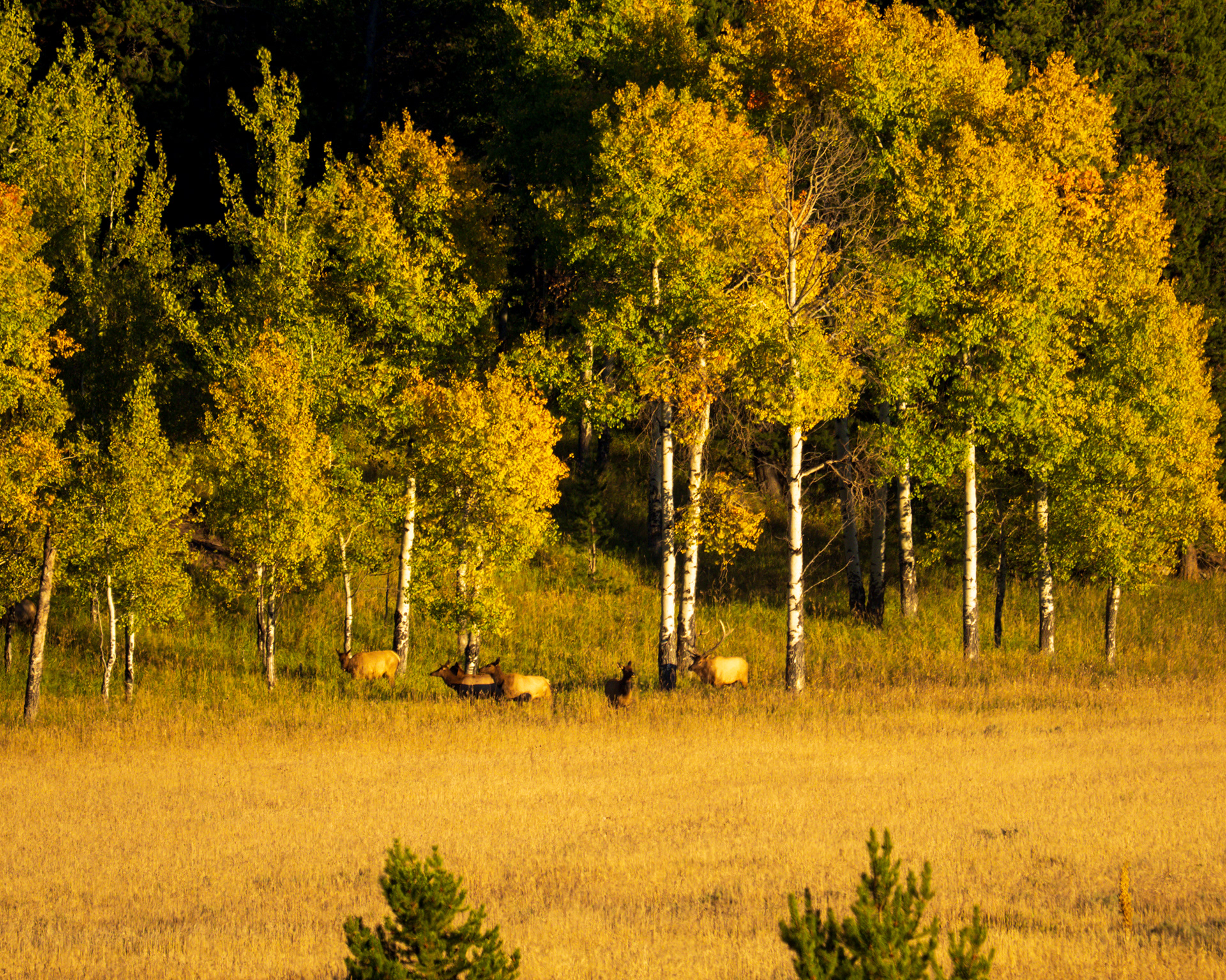 Elk, Grand Teton valley