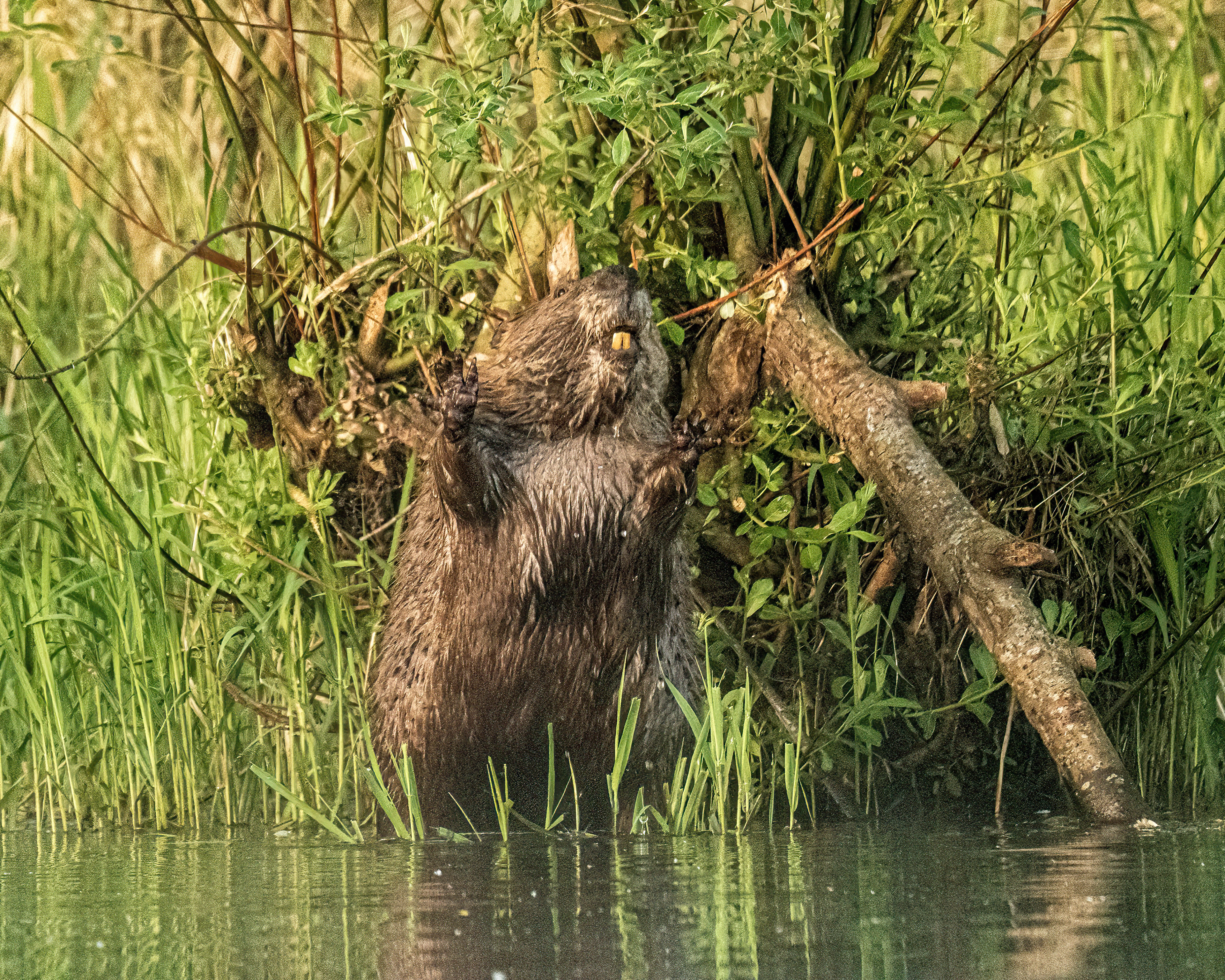 Beaver
