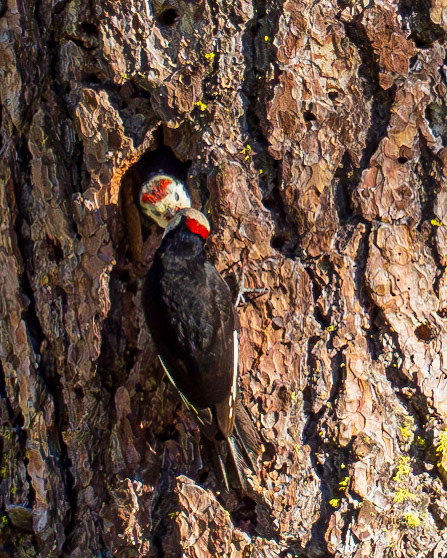 White-headed Woodpecker chick gets food from mom