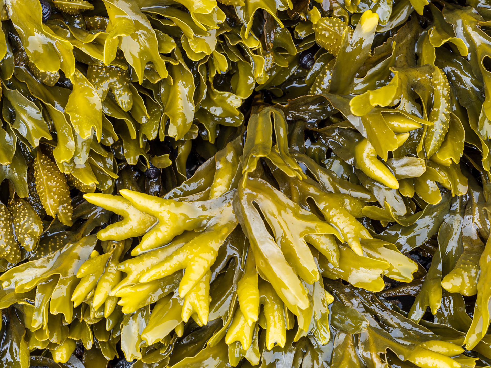 Rock weed,Pleasant Bay,Admiralty Island, AK