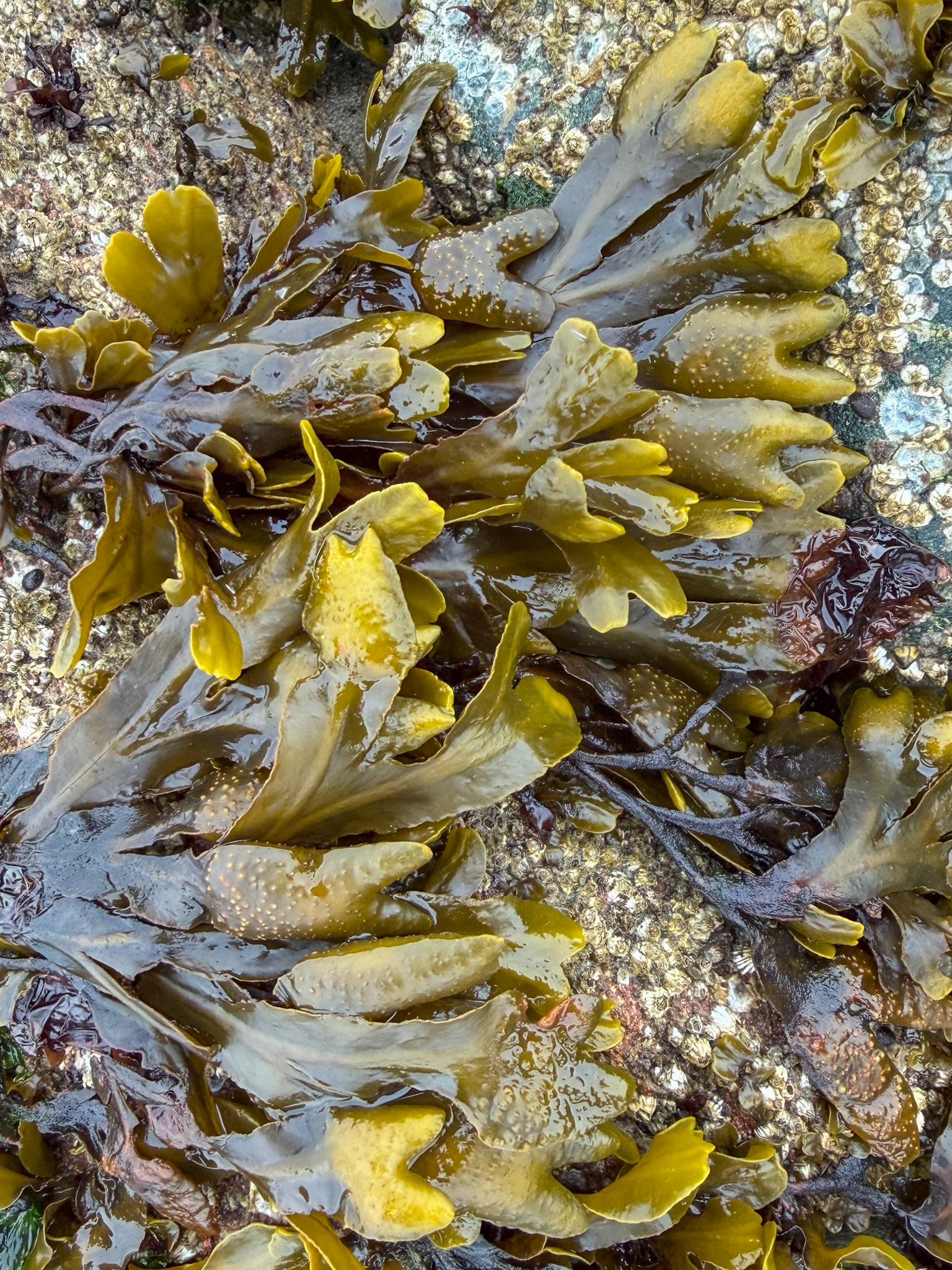 Rock Weed, Guemes Island, San Juan Islands, WA