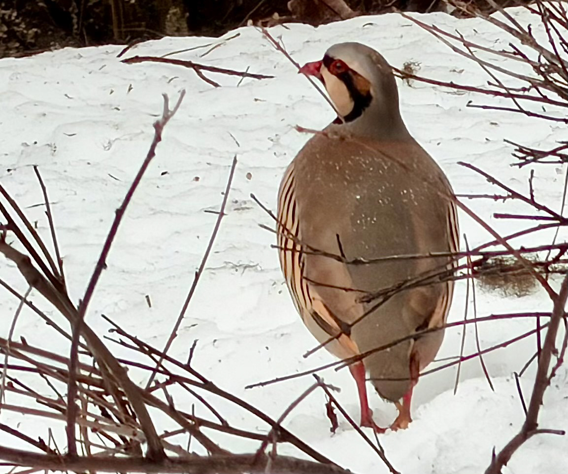 Chukar