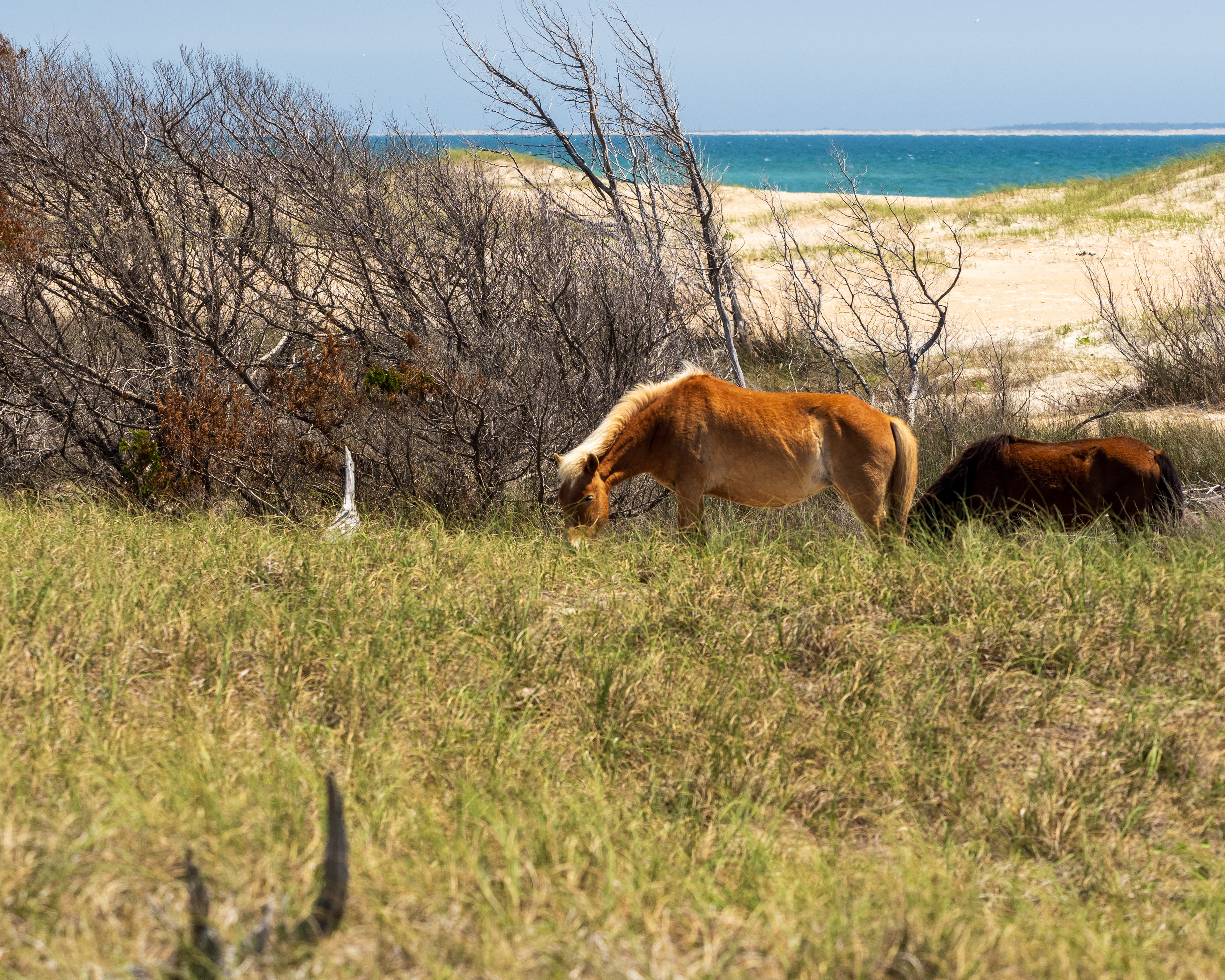 The family lives right along the Atlantic Ocean