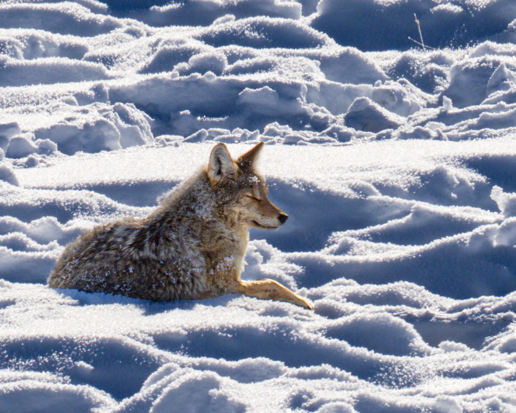 Coyote, Yellowstone NP