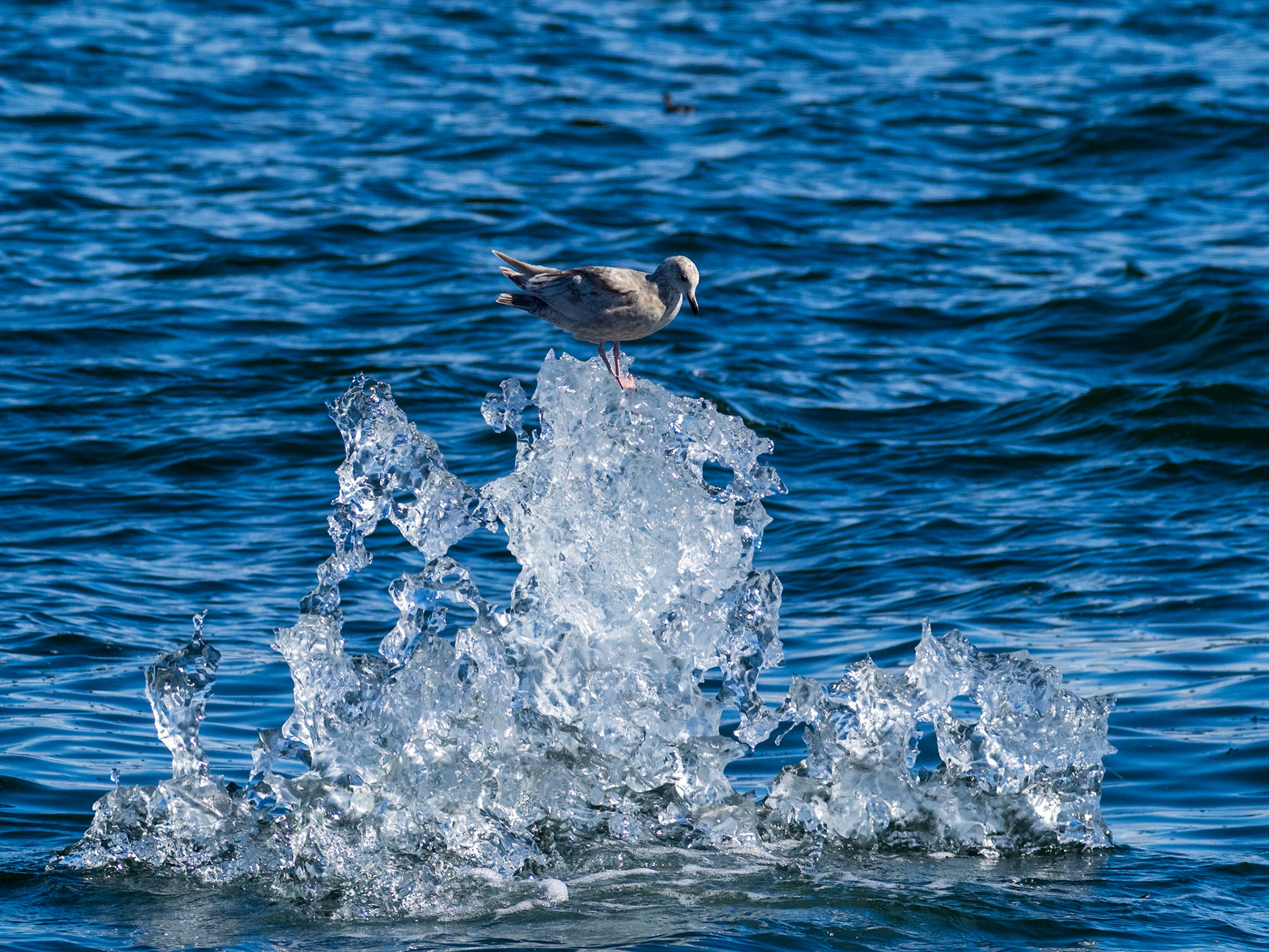 Iceberg with gull, near Tracy Arm, AK