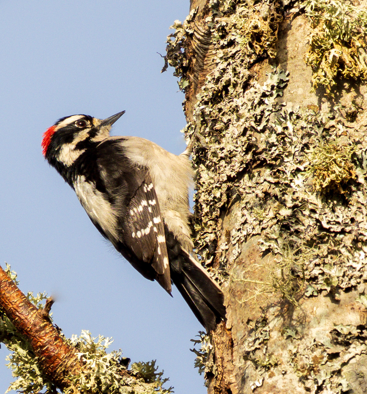 Downy Woodpecker