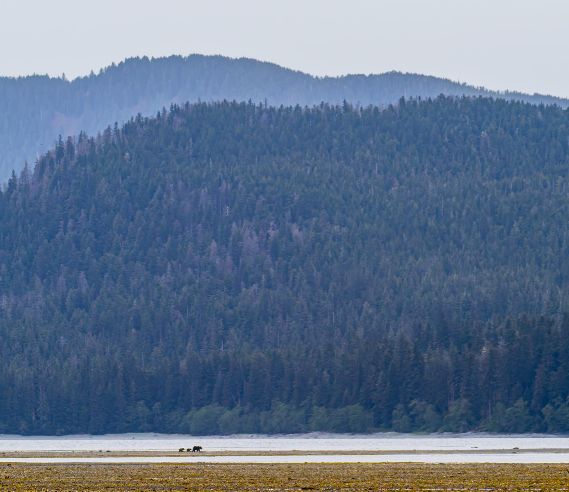 Pack Creek, Admiralty Island, Alaska, mother brown bear and 2 cubs searching for clams at low tide.