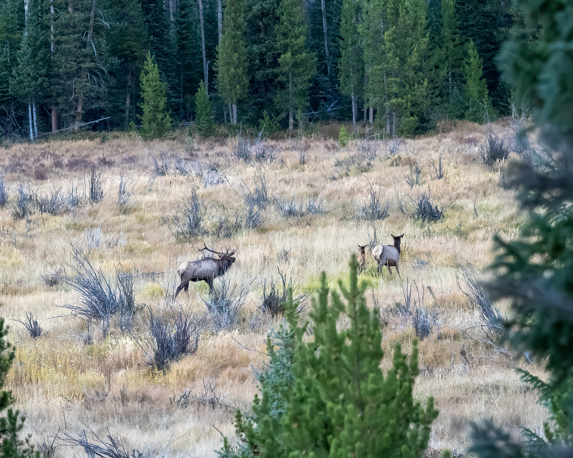 Rocky Mountain Elk, the rut and chase is on!