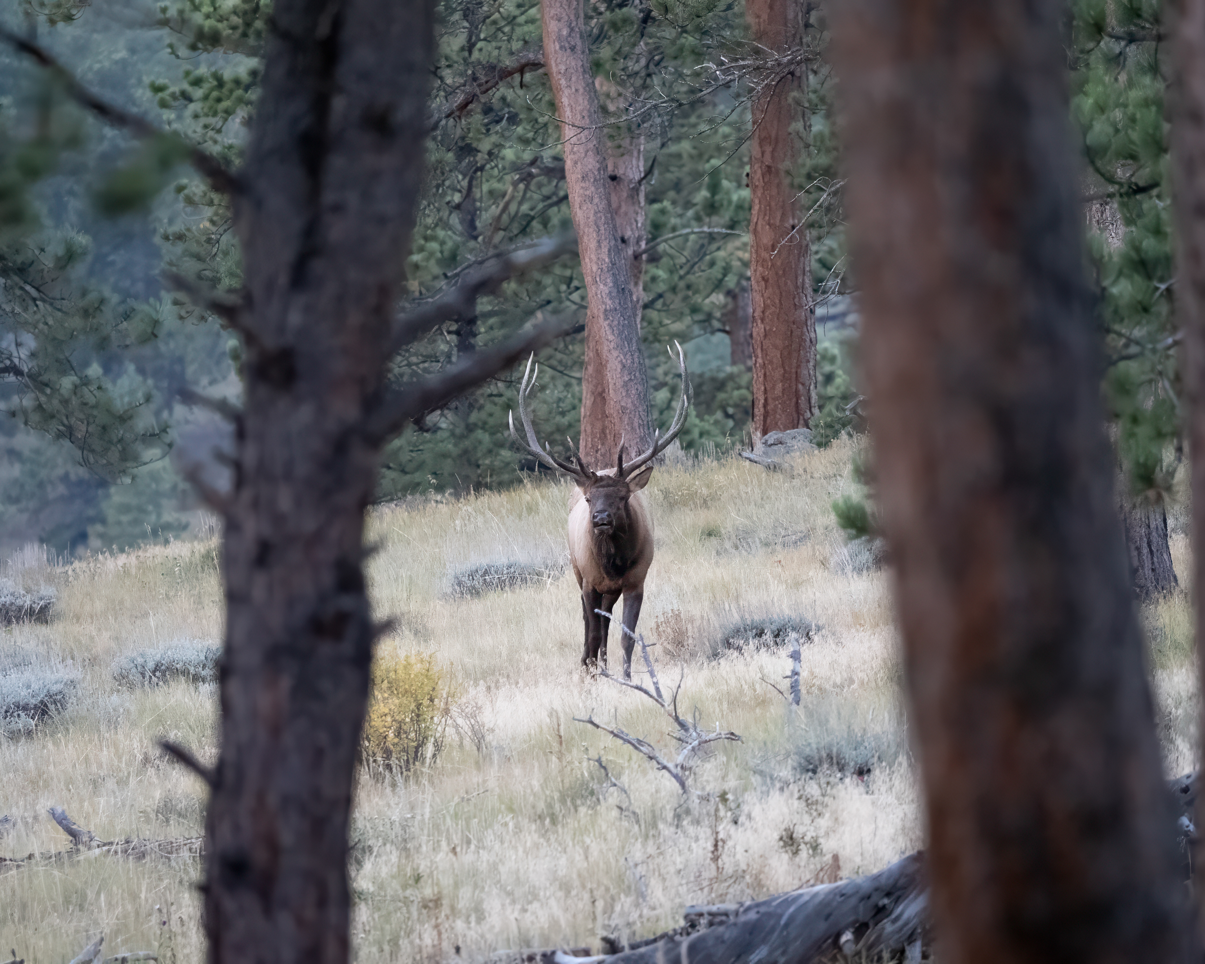 Rocky Mtn Elk