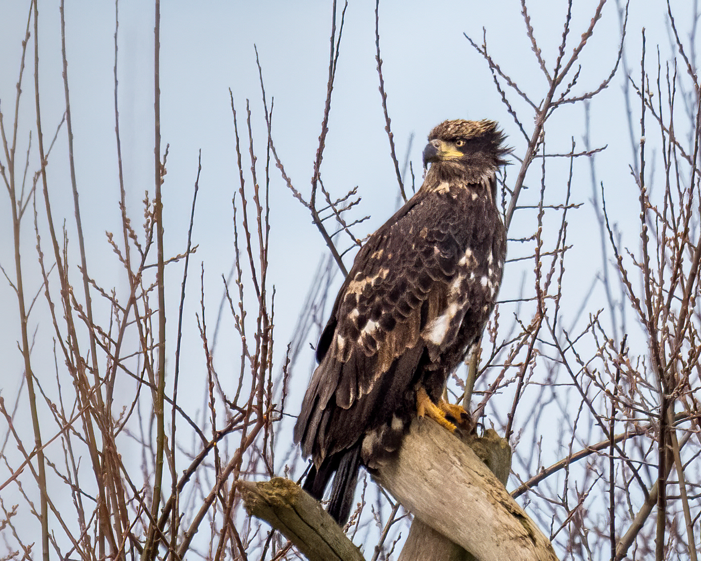 Immature Bald Eagle