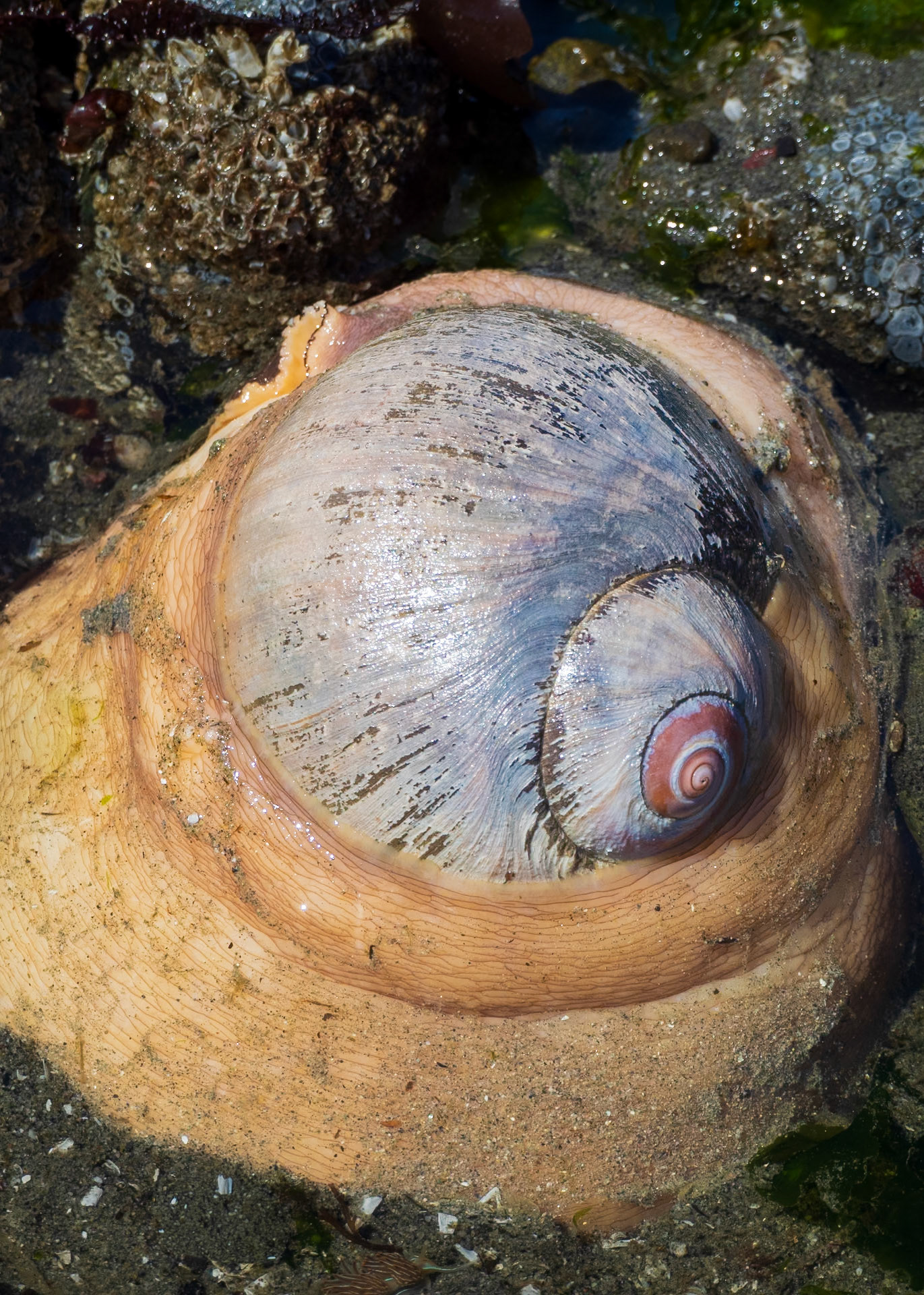 Moon snail, Richmond Beach, Shoreline, WA