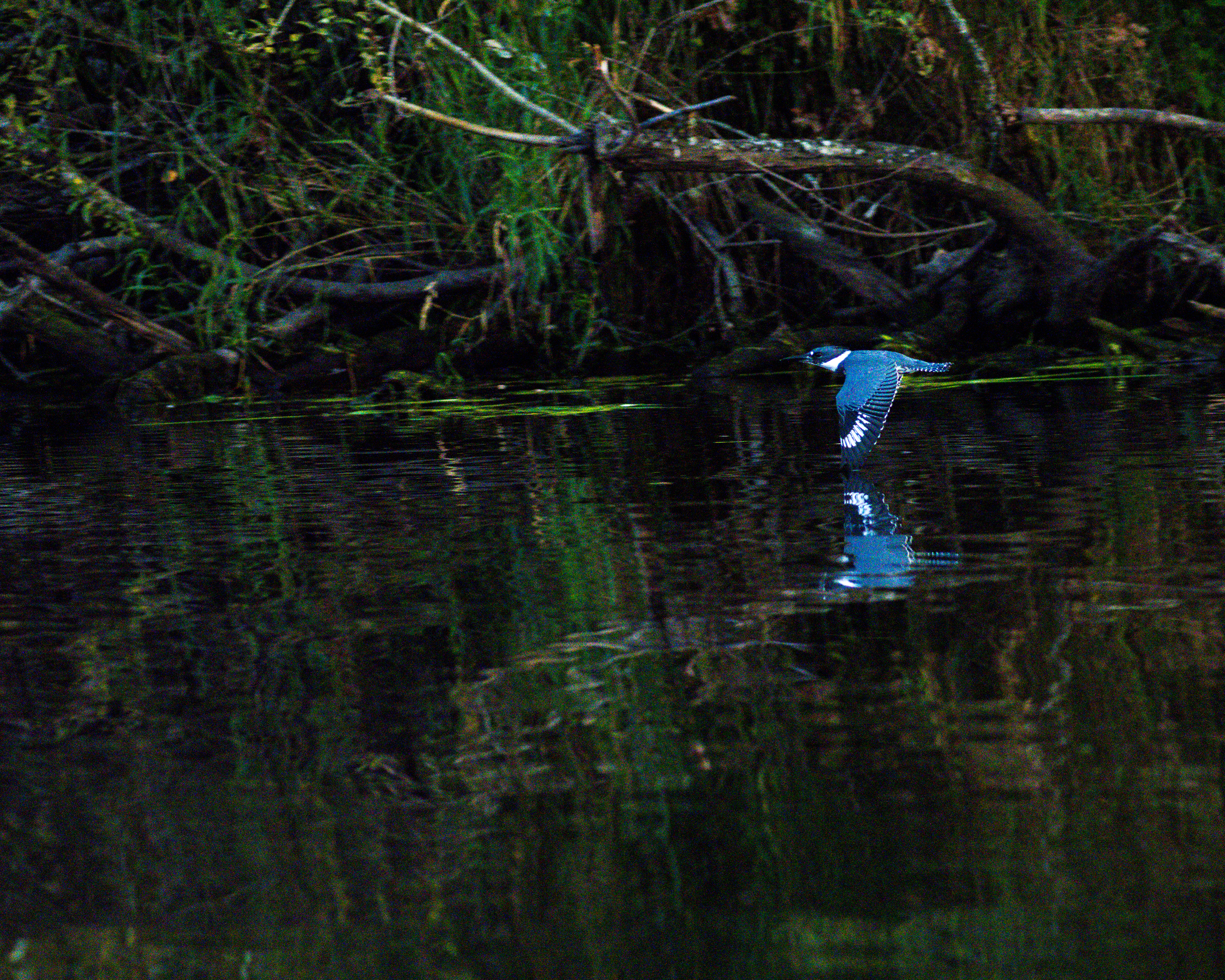 Belted Kingfisher