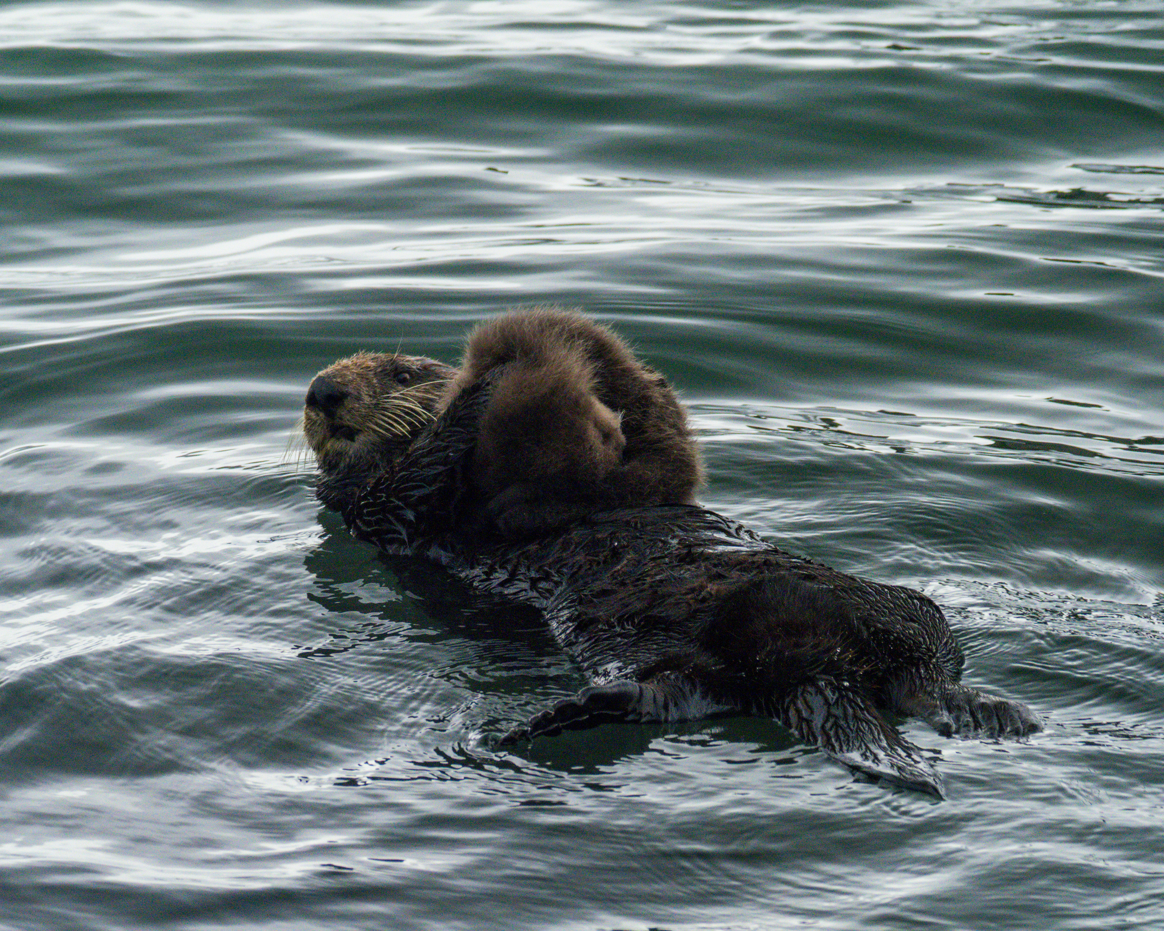 Sea Otter and pup
