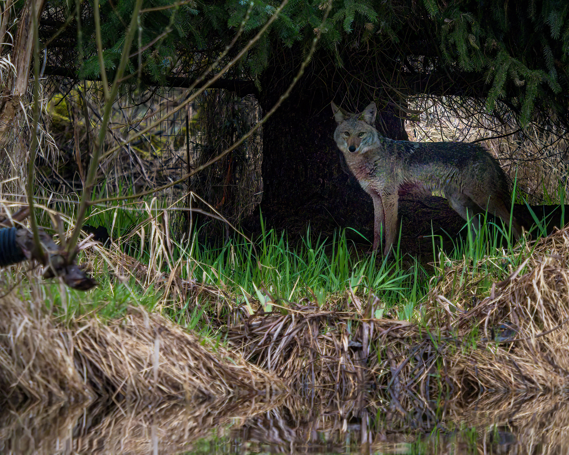 Coyote