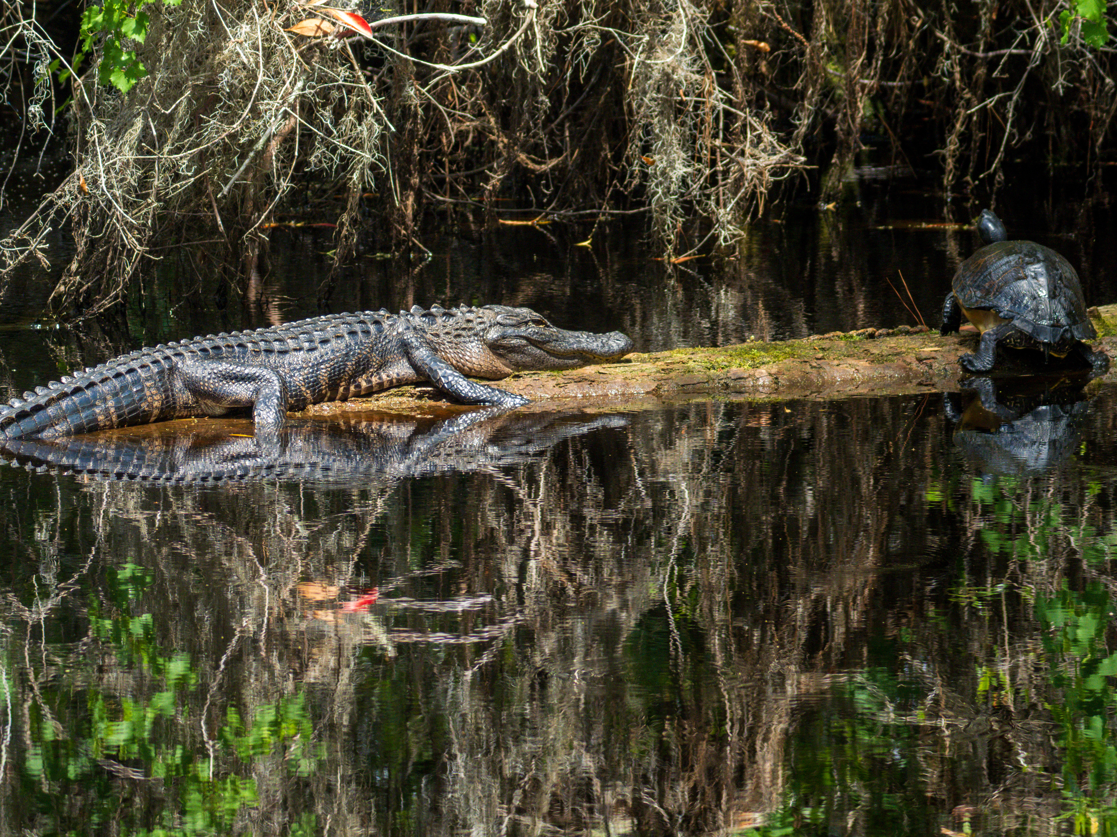 Alligators and Turtles coexist, peacefully